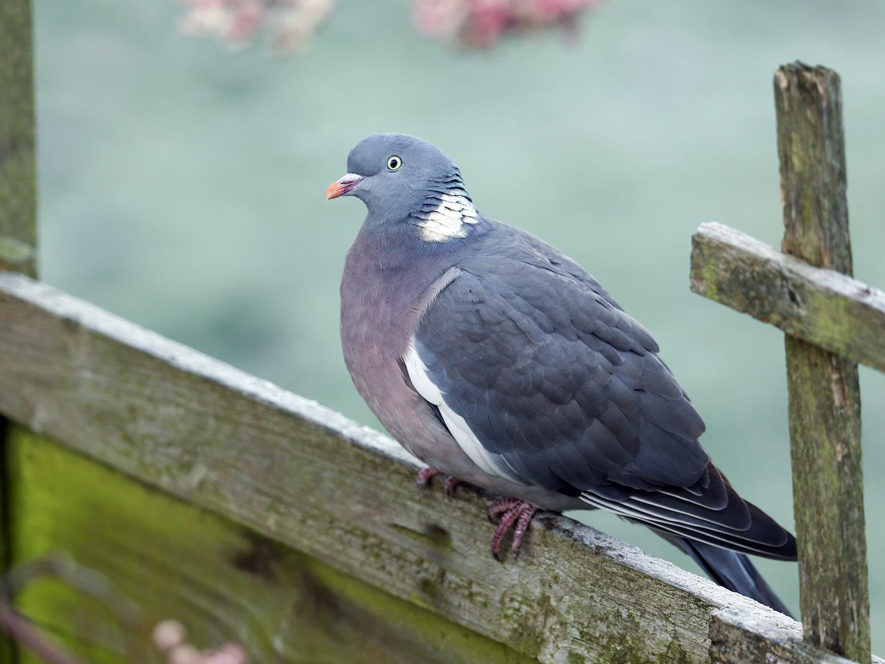Woodpigeon perching on a wooden fence