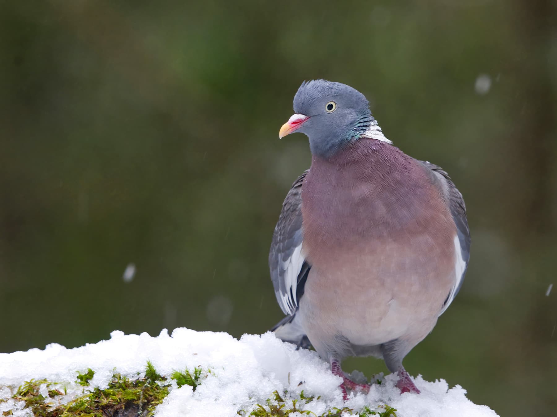 Woodpigeon standing on top of a snow covered bush during the winter