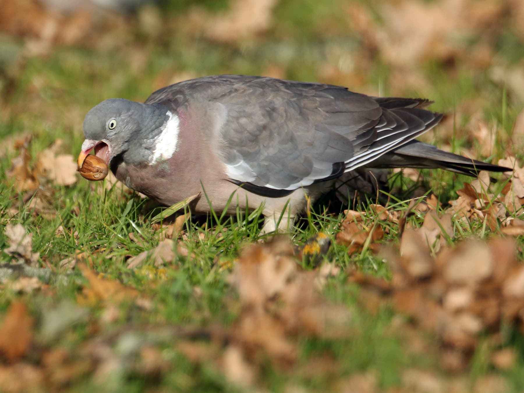 Woodpigeon foraging on the ground with an acorn in its beak