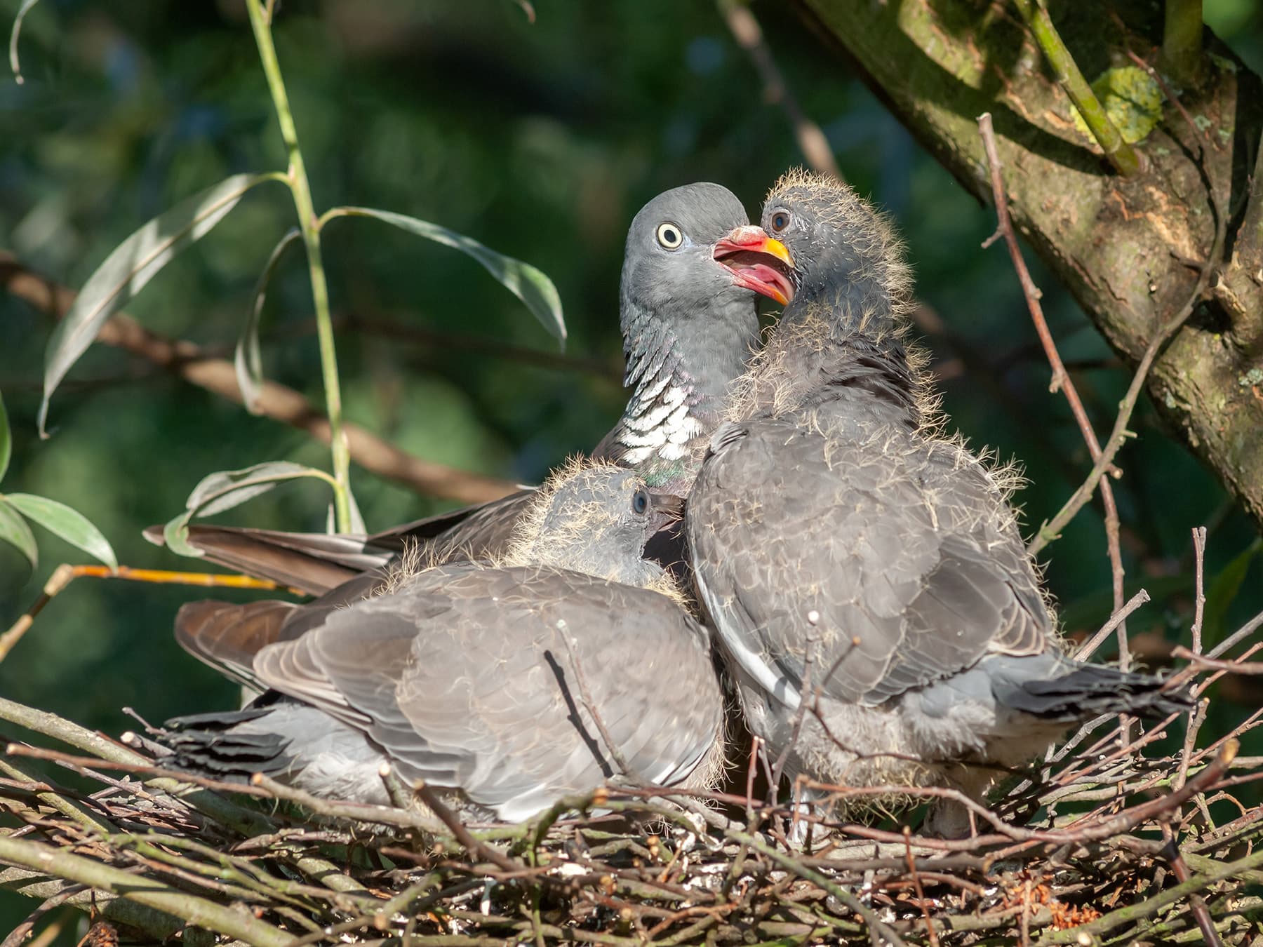 Woodpigeon at the nest with its young