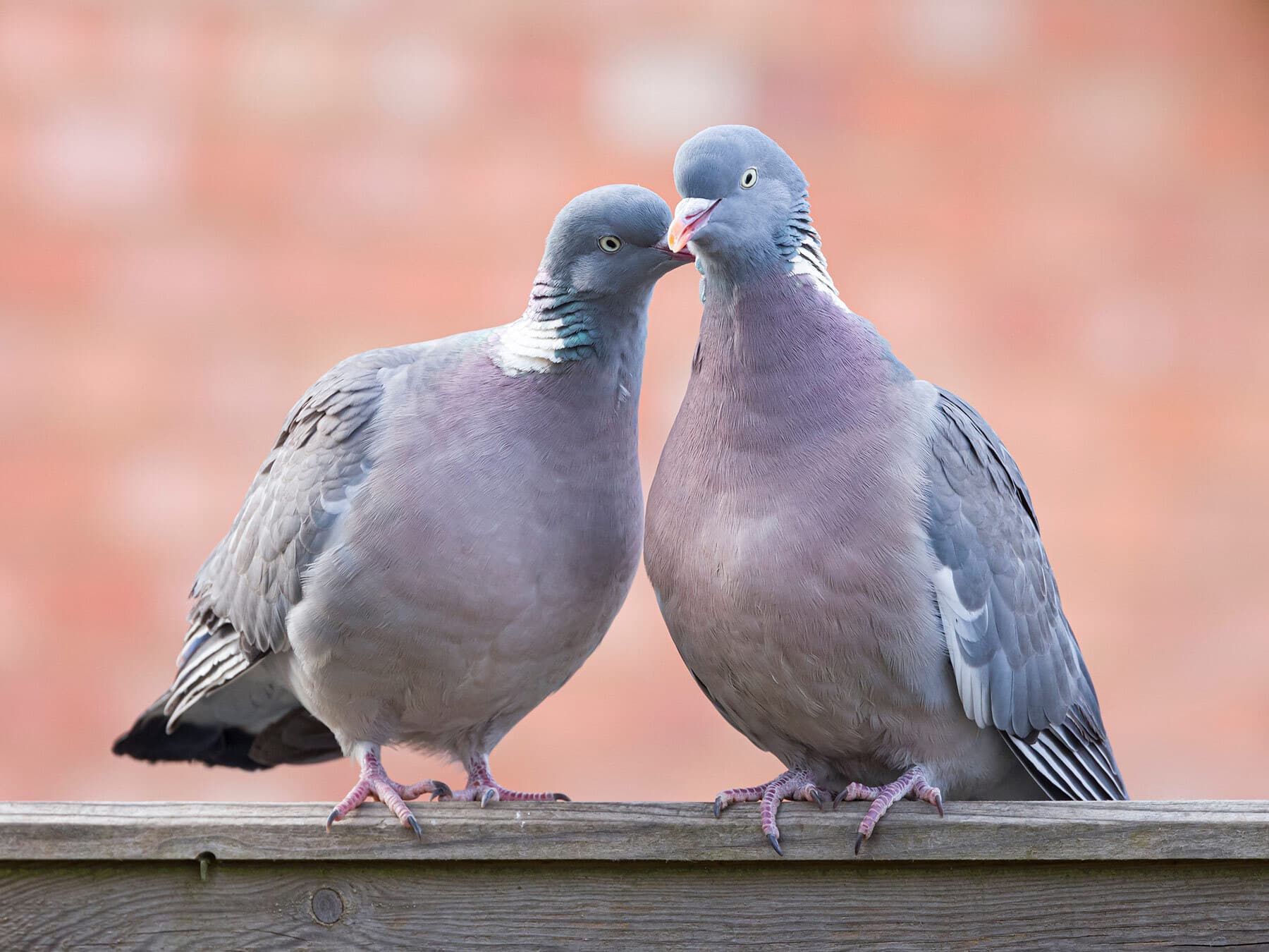 Woodpigeon mating ritual