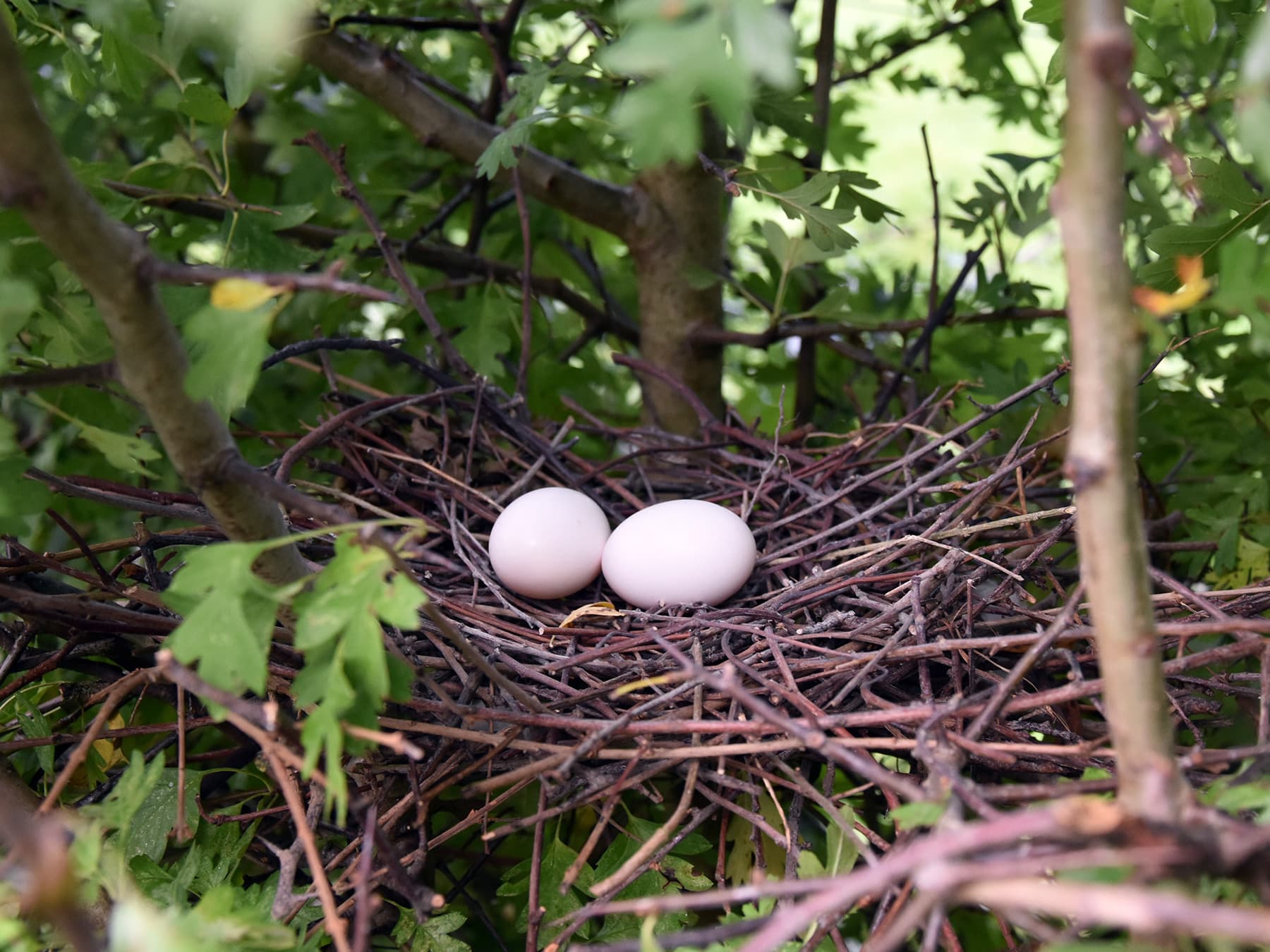 Nest of a Woodpigeon with two eggs