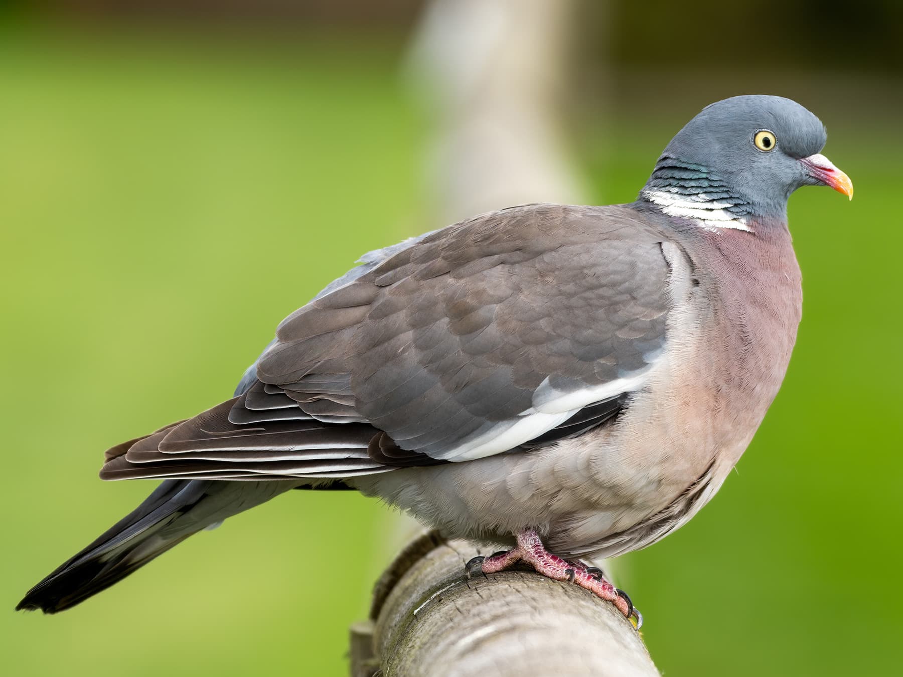 Woodpigeon resting on a wooden fence pole in its natural habitat