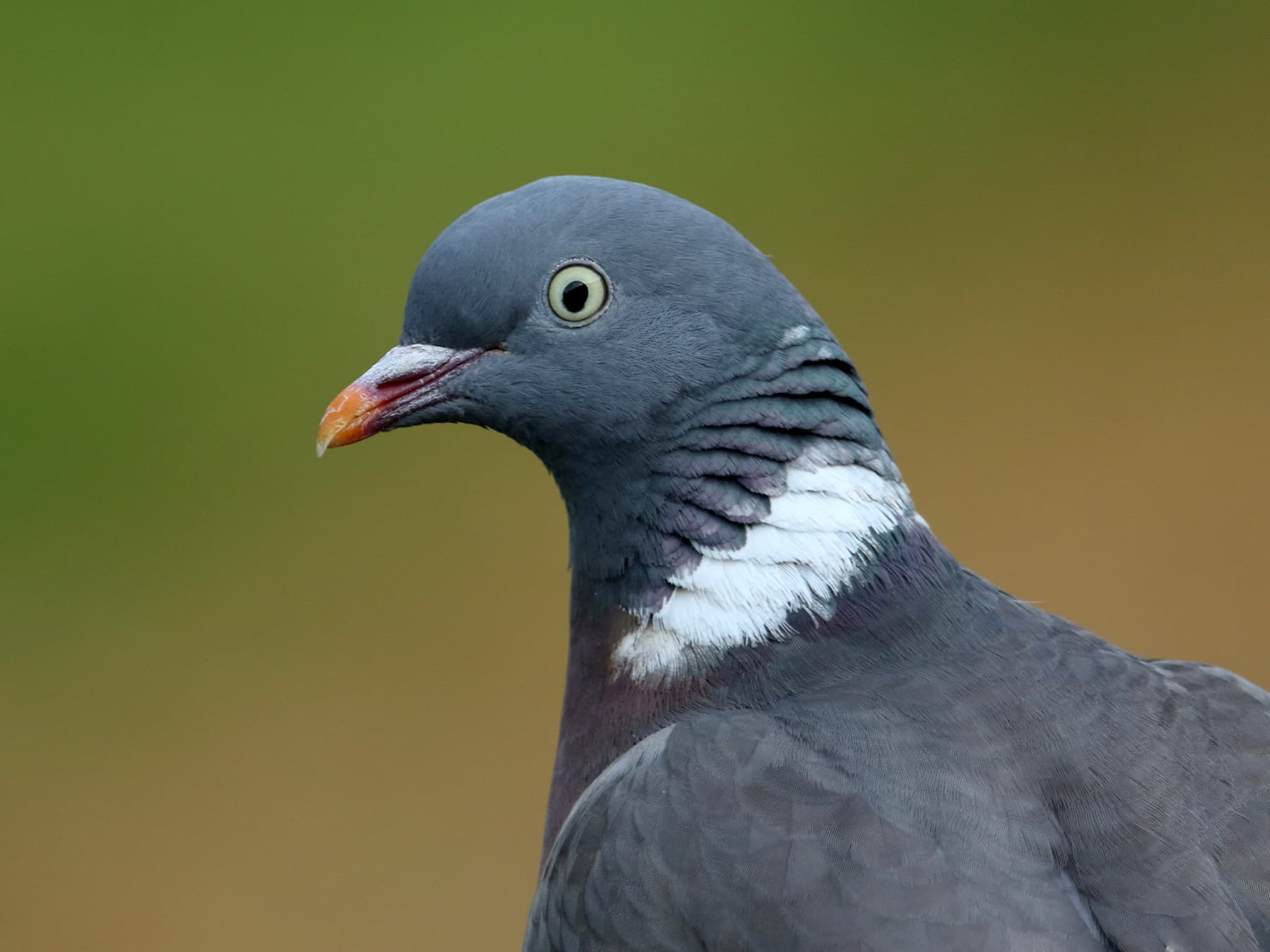 Woodpigeon portrait