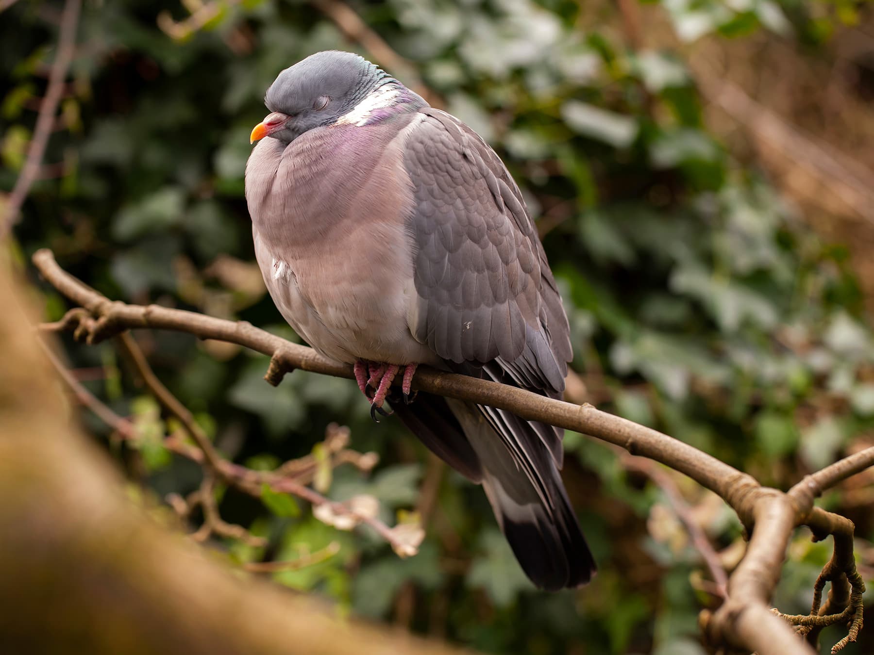 Woodpigeon roosting in the trees