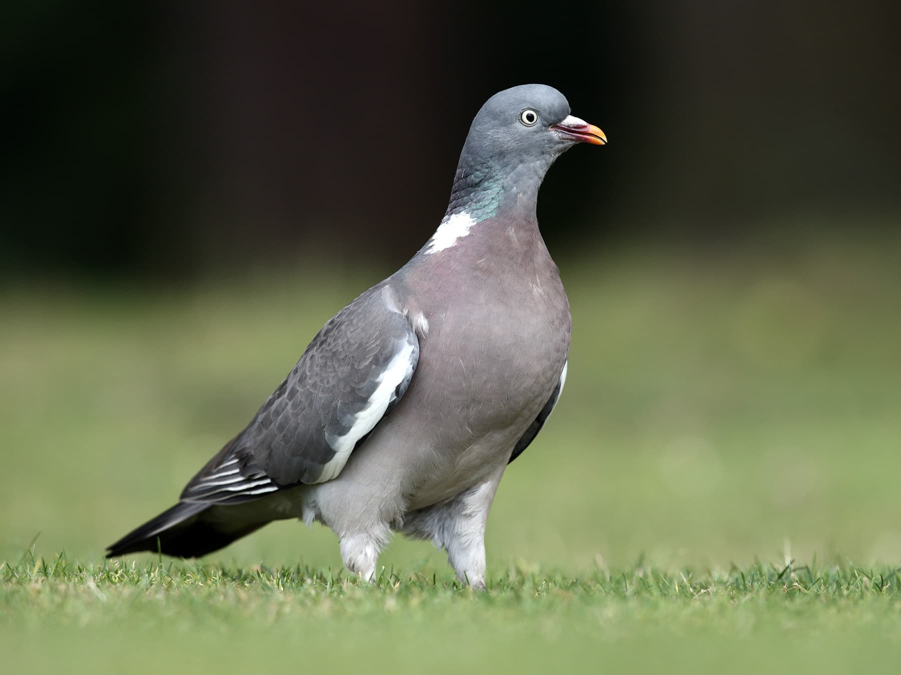 Woodpigeon standing in a park
