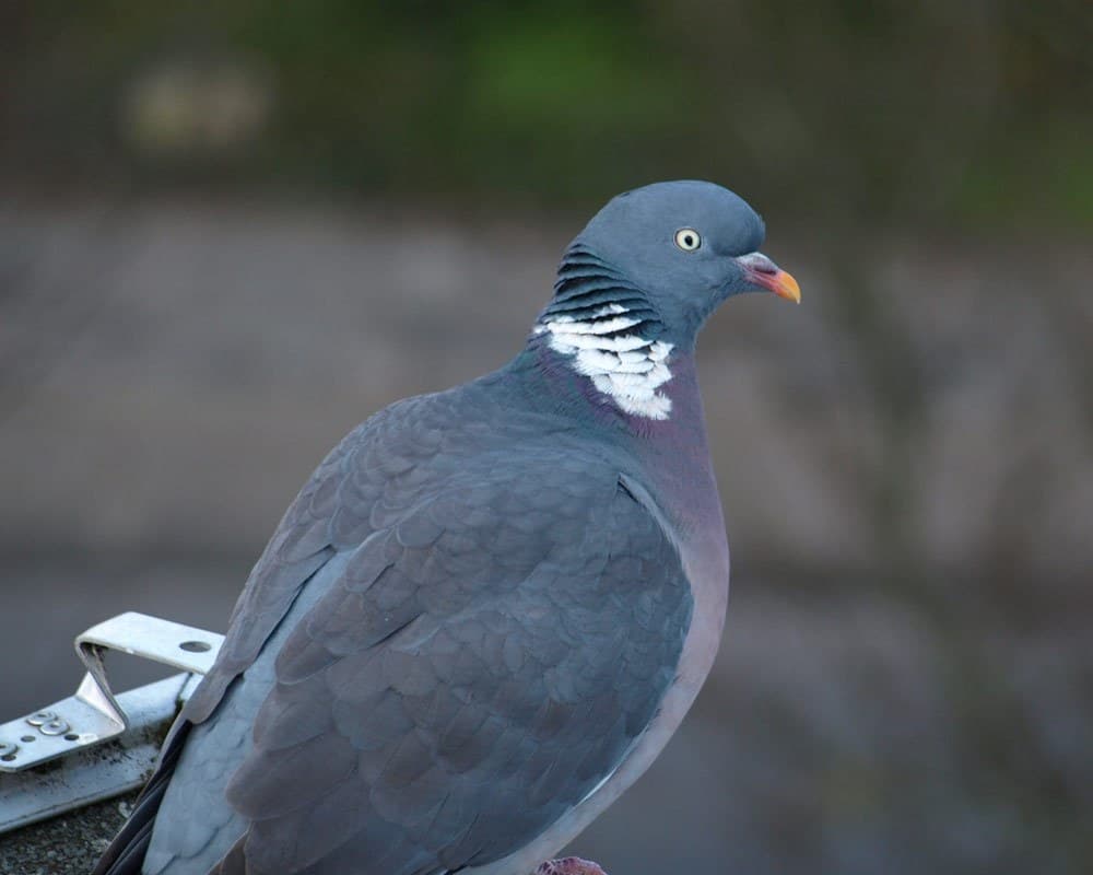 Woodpigeon Call and Song: What a Woodpigeon Sounds Like