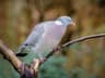 Woodpigeon