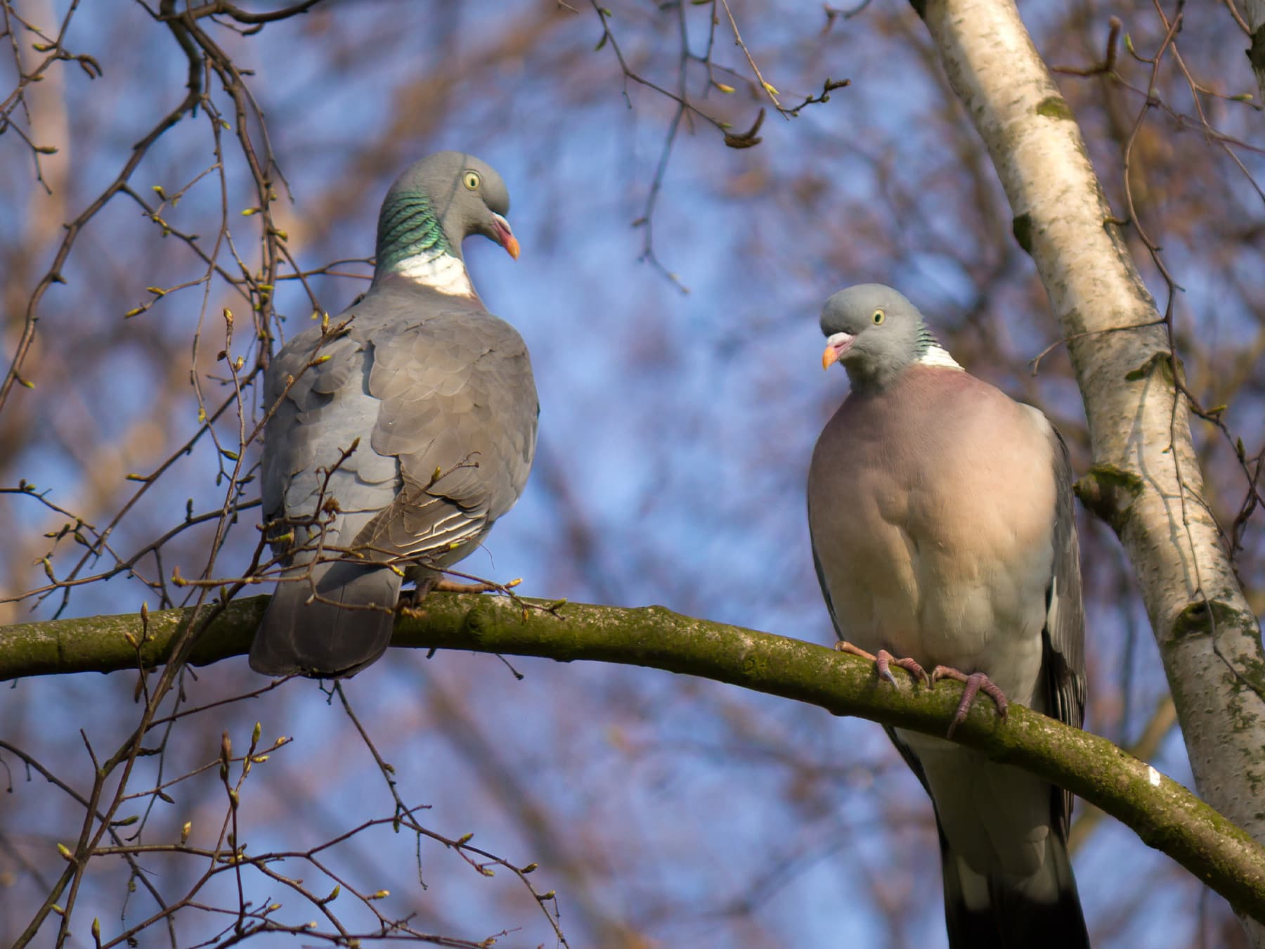 Pair of Woodpigeons perching in the trees