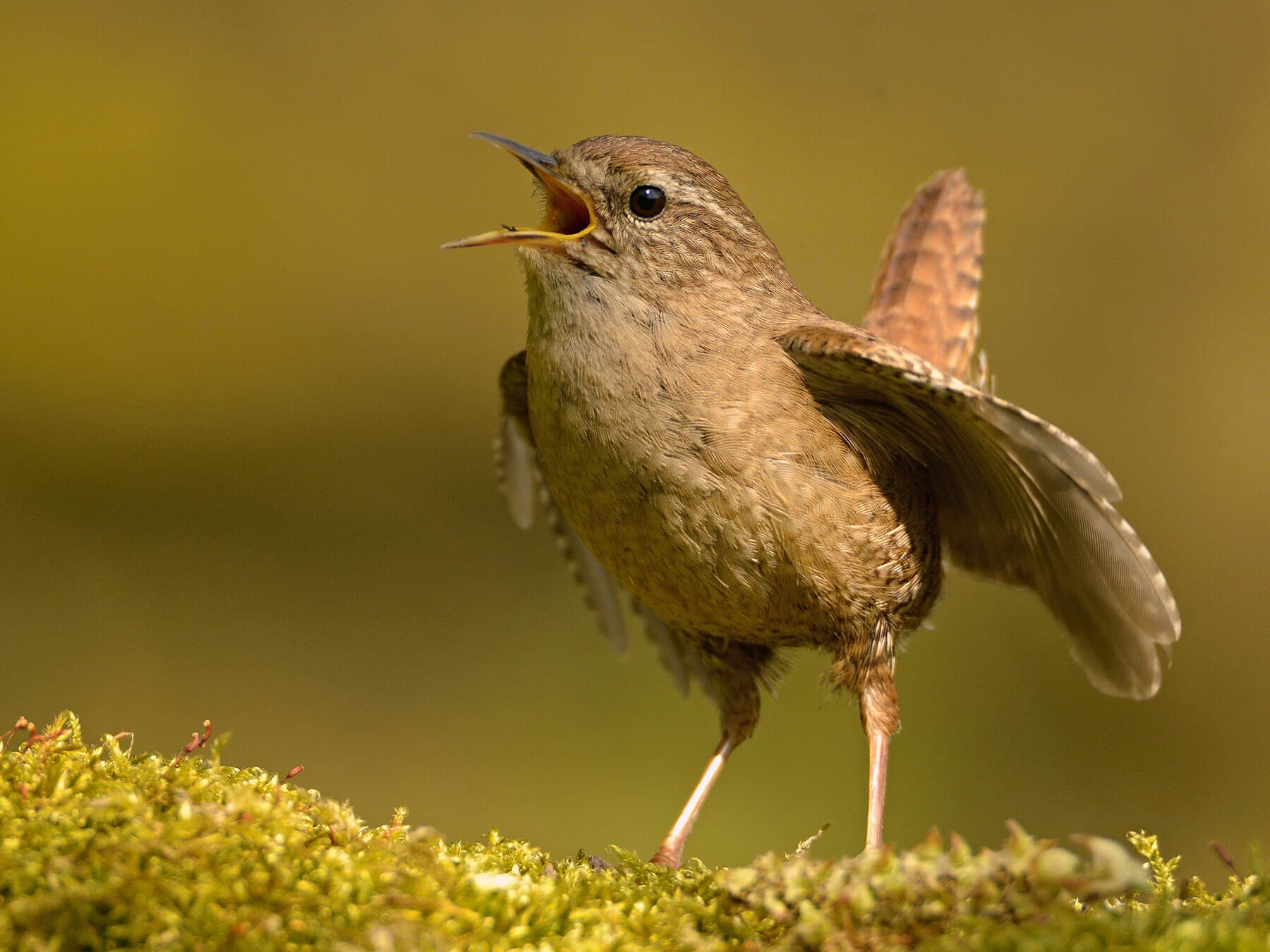 Wrens are distributed pretty much all over the UK
