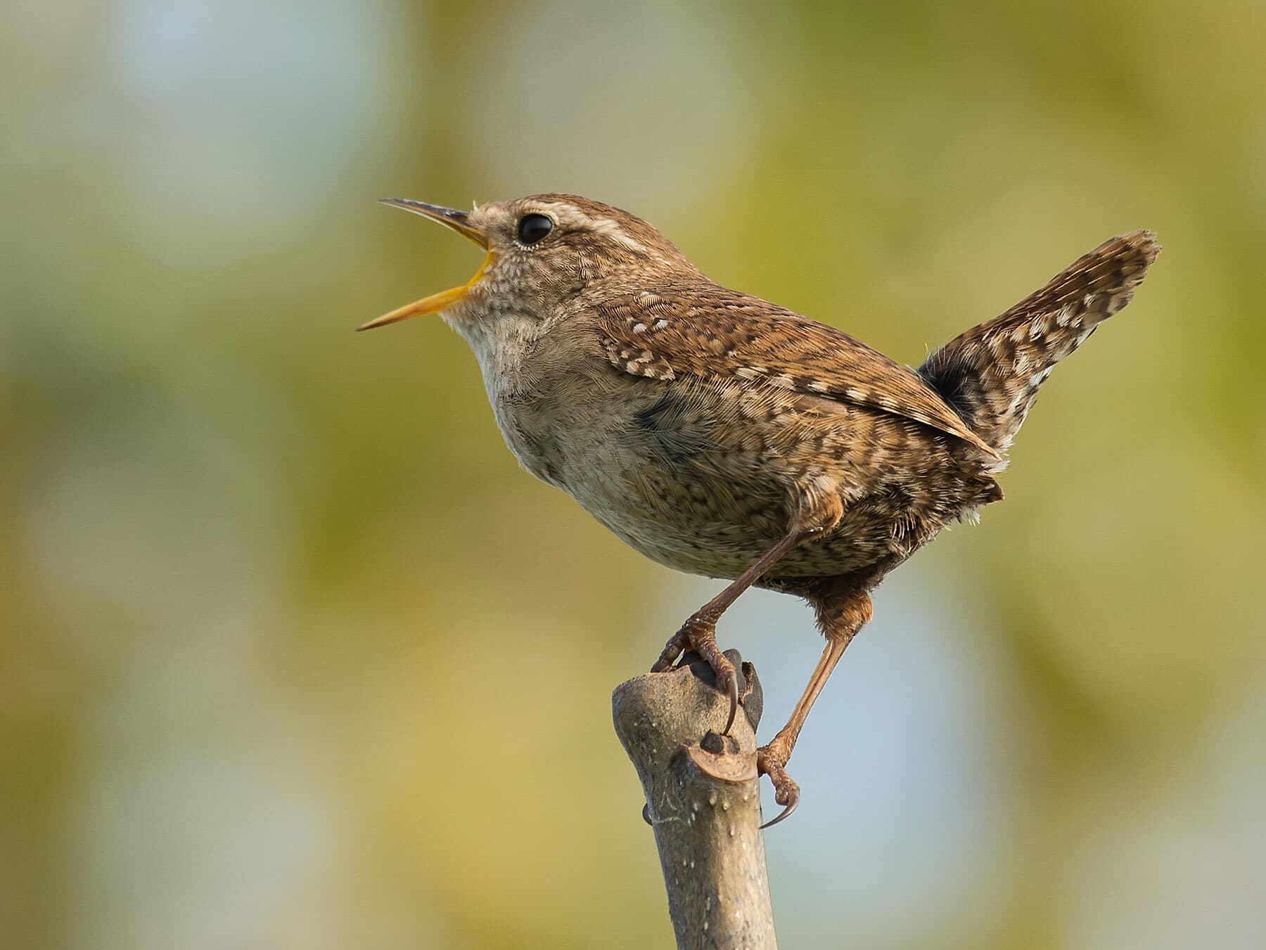 Close up of a perched Wren singing in full voice