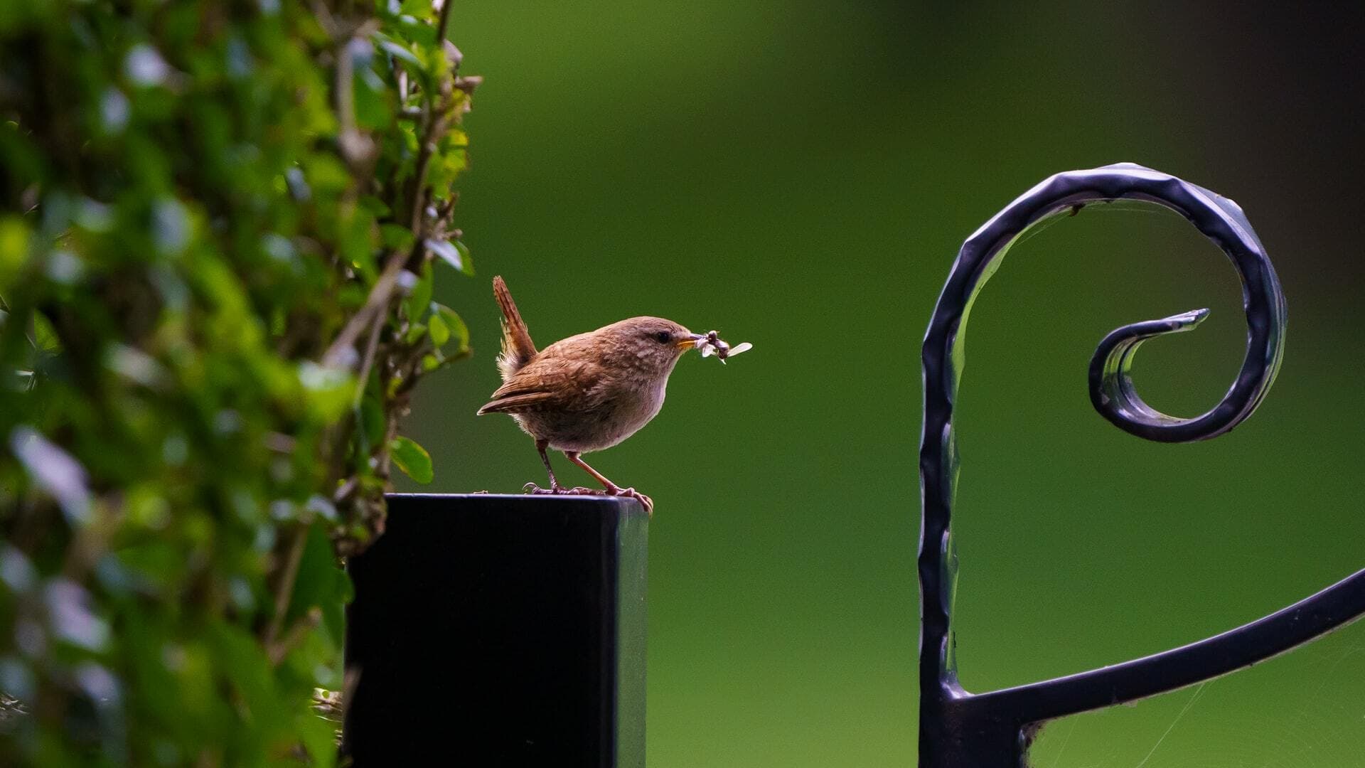 Wrens mainly eat insects