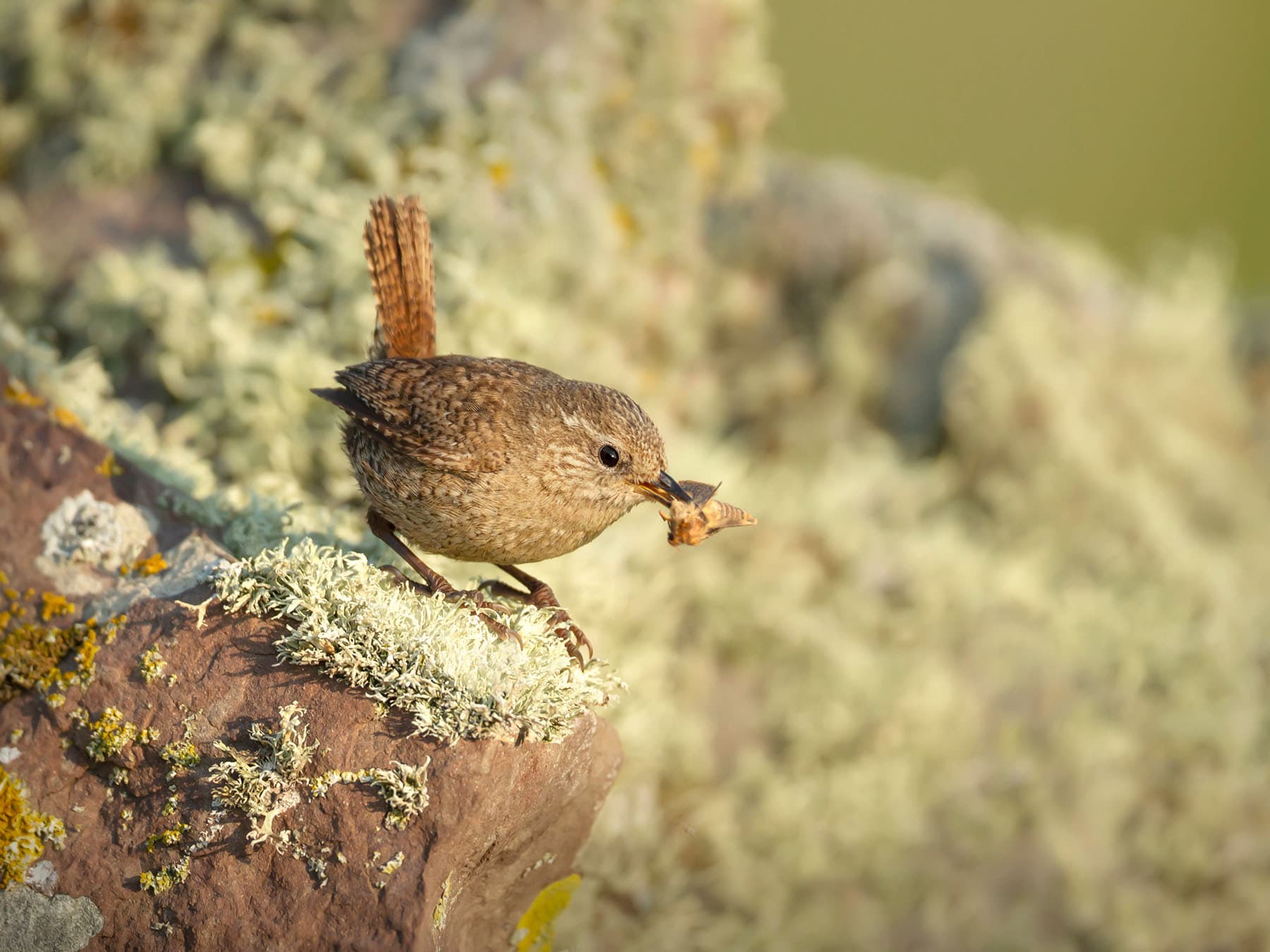 Wren diet