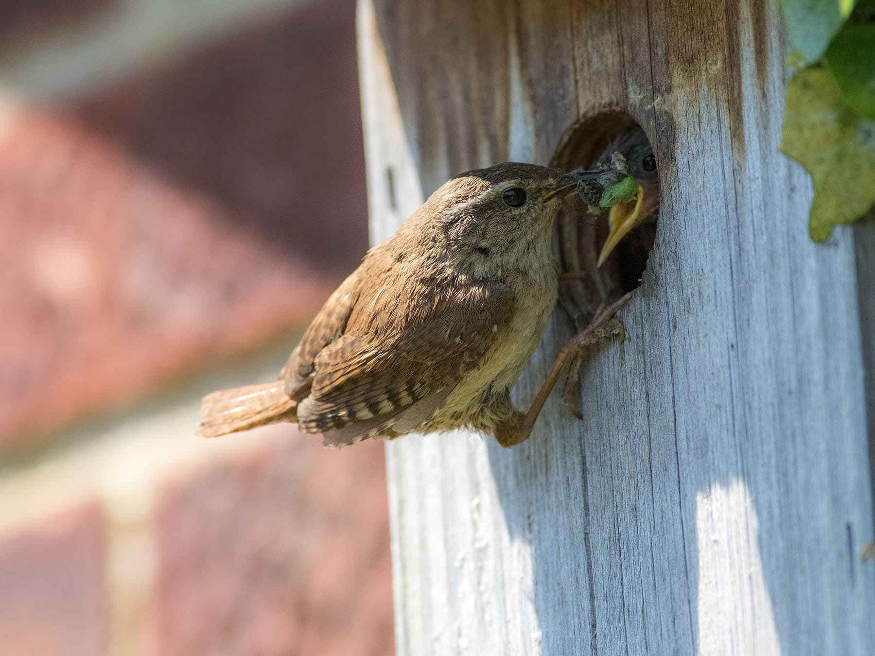 Wren feeding chick