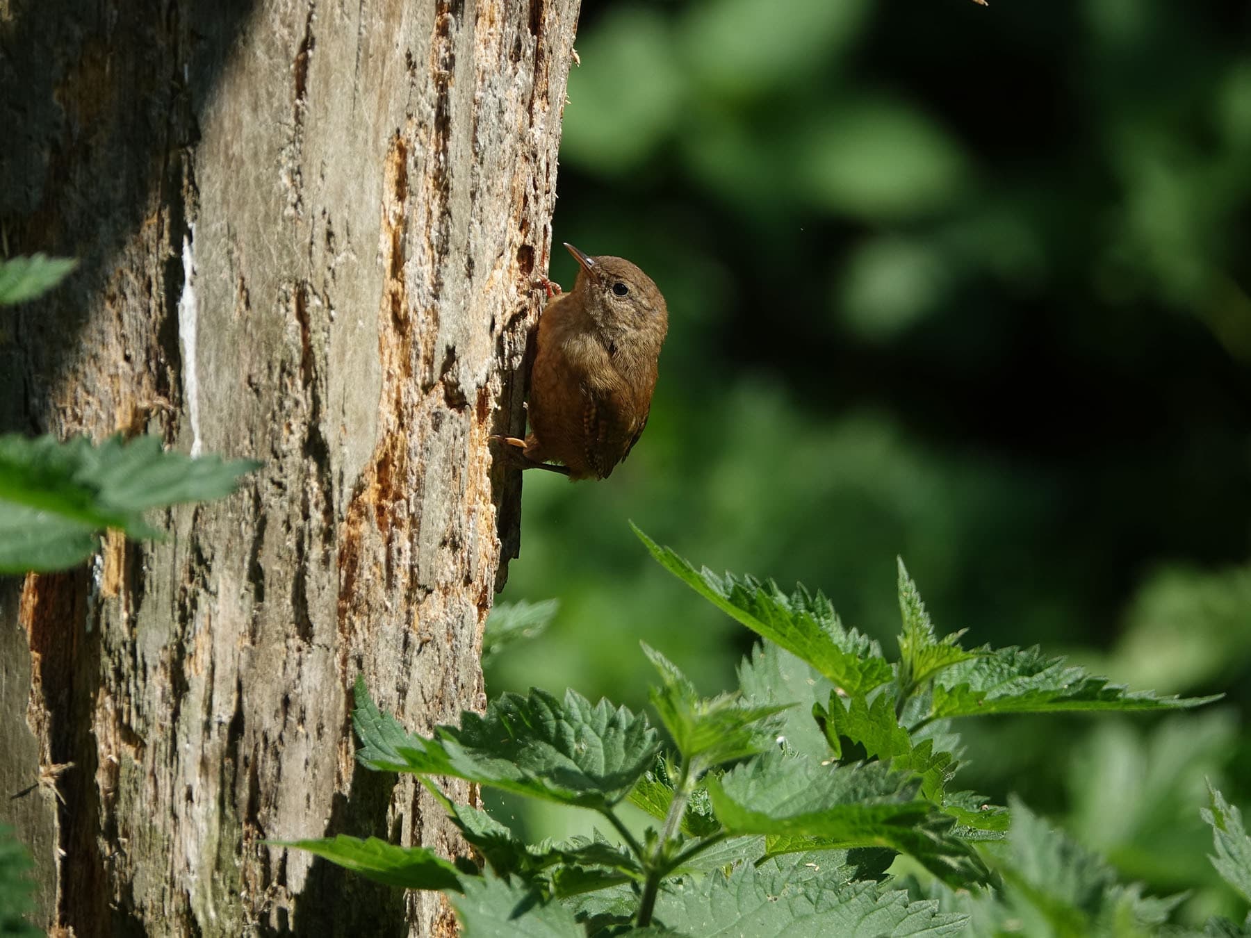 Wren foraging