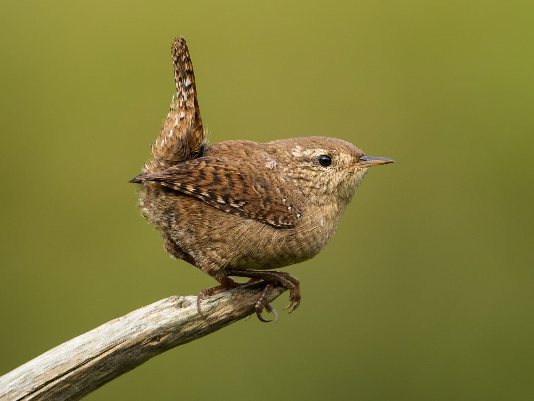 Close up of a Wren, also known as the Eurasian wren