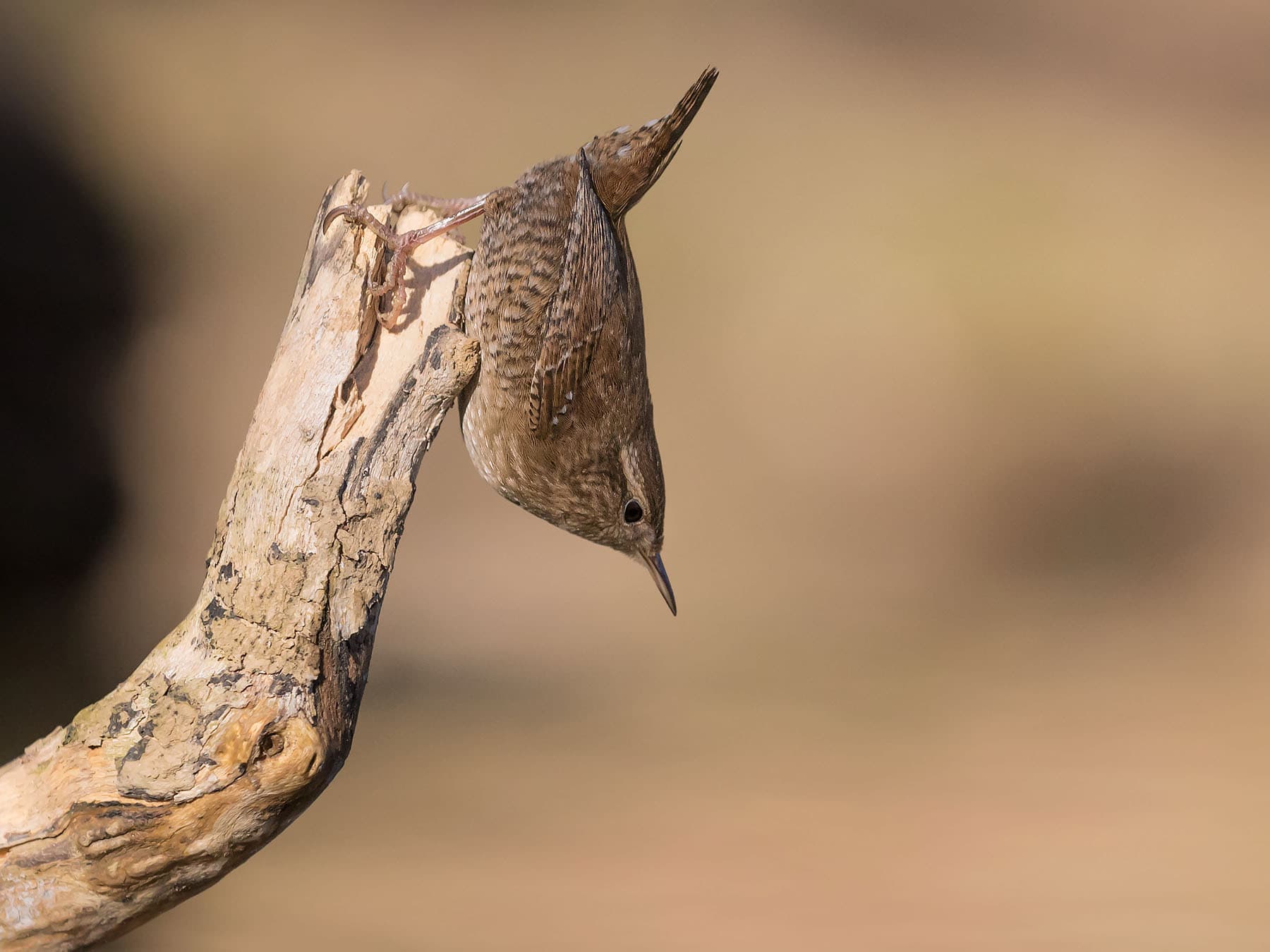 Wren about to jump into the water