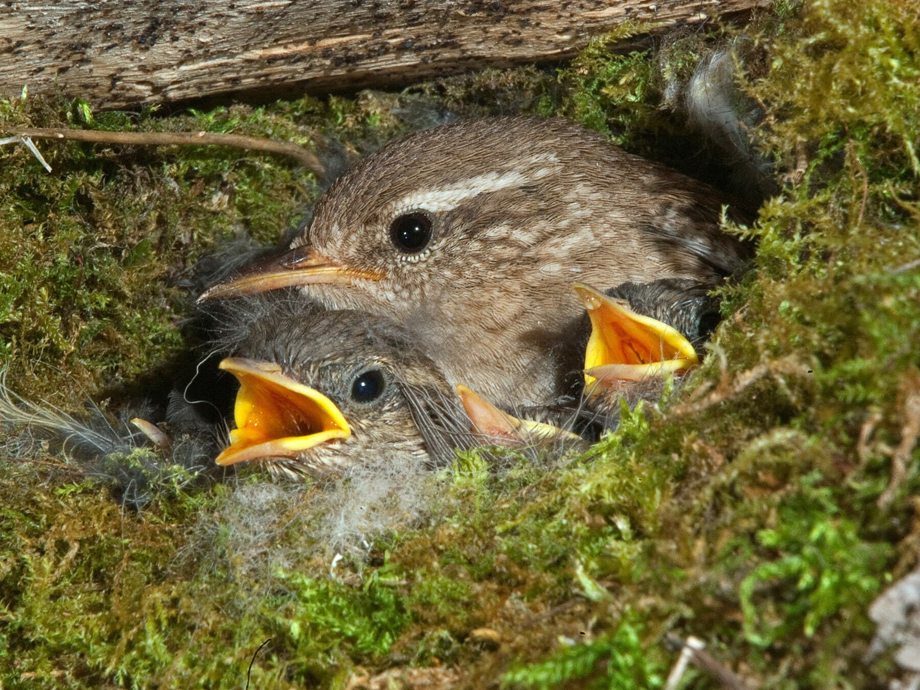 Close up of a Wren inside the nest, with two young chicks