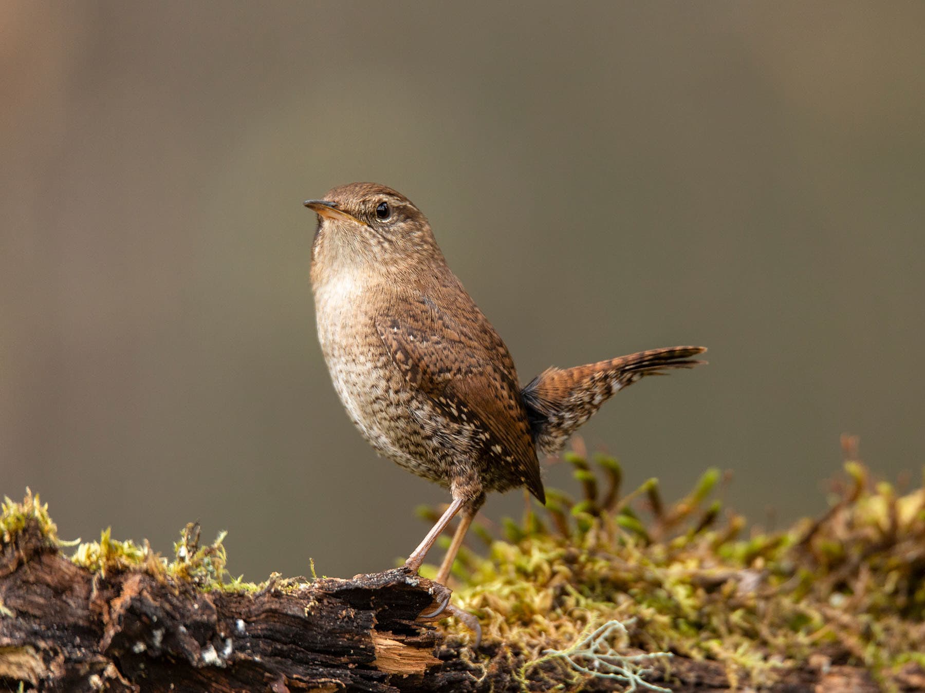 Wrens can become highly territorial in the nesting season