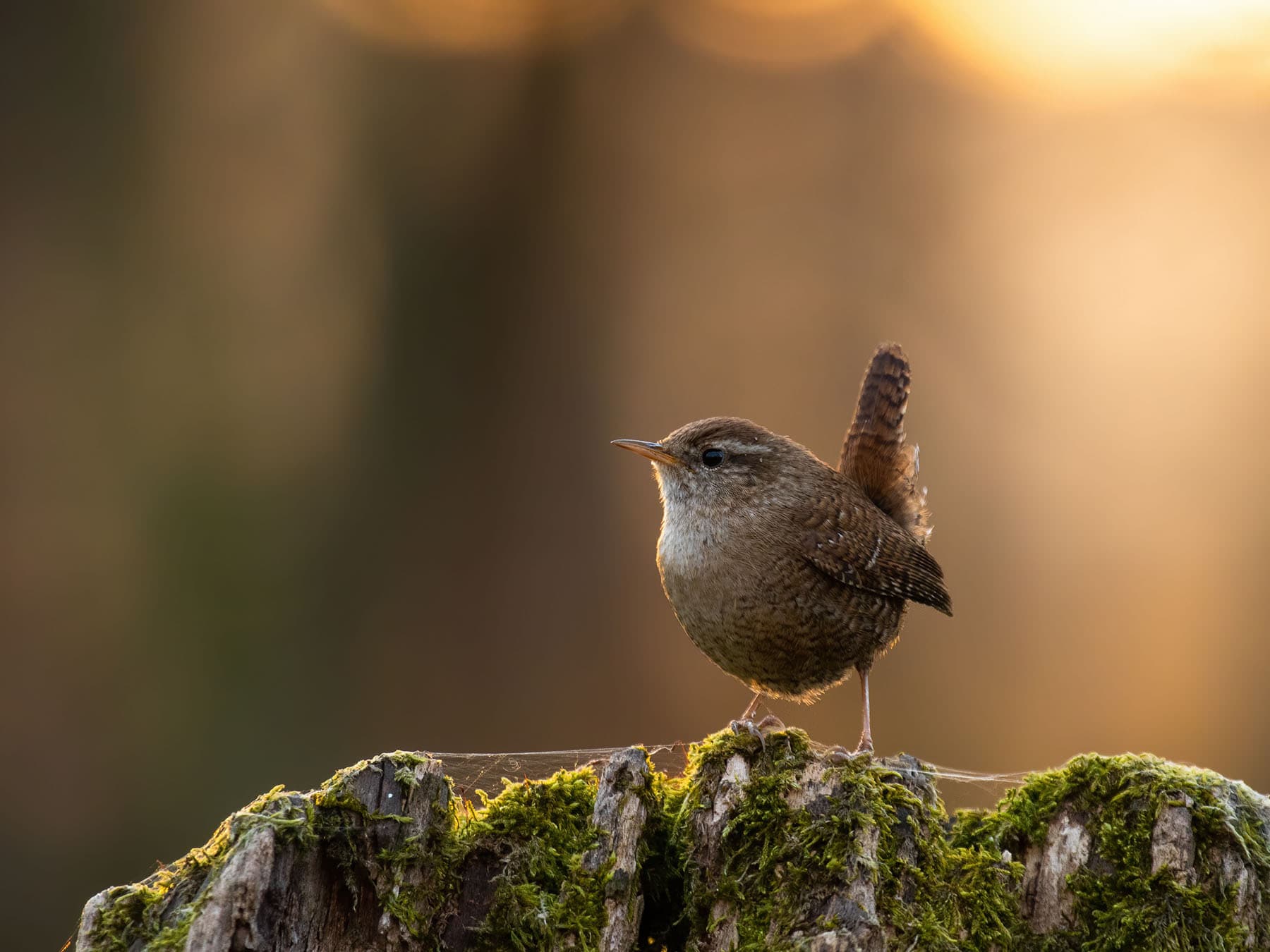 Wrens are tiny birds, and one of the smallest bird species in the UK