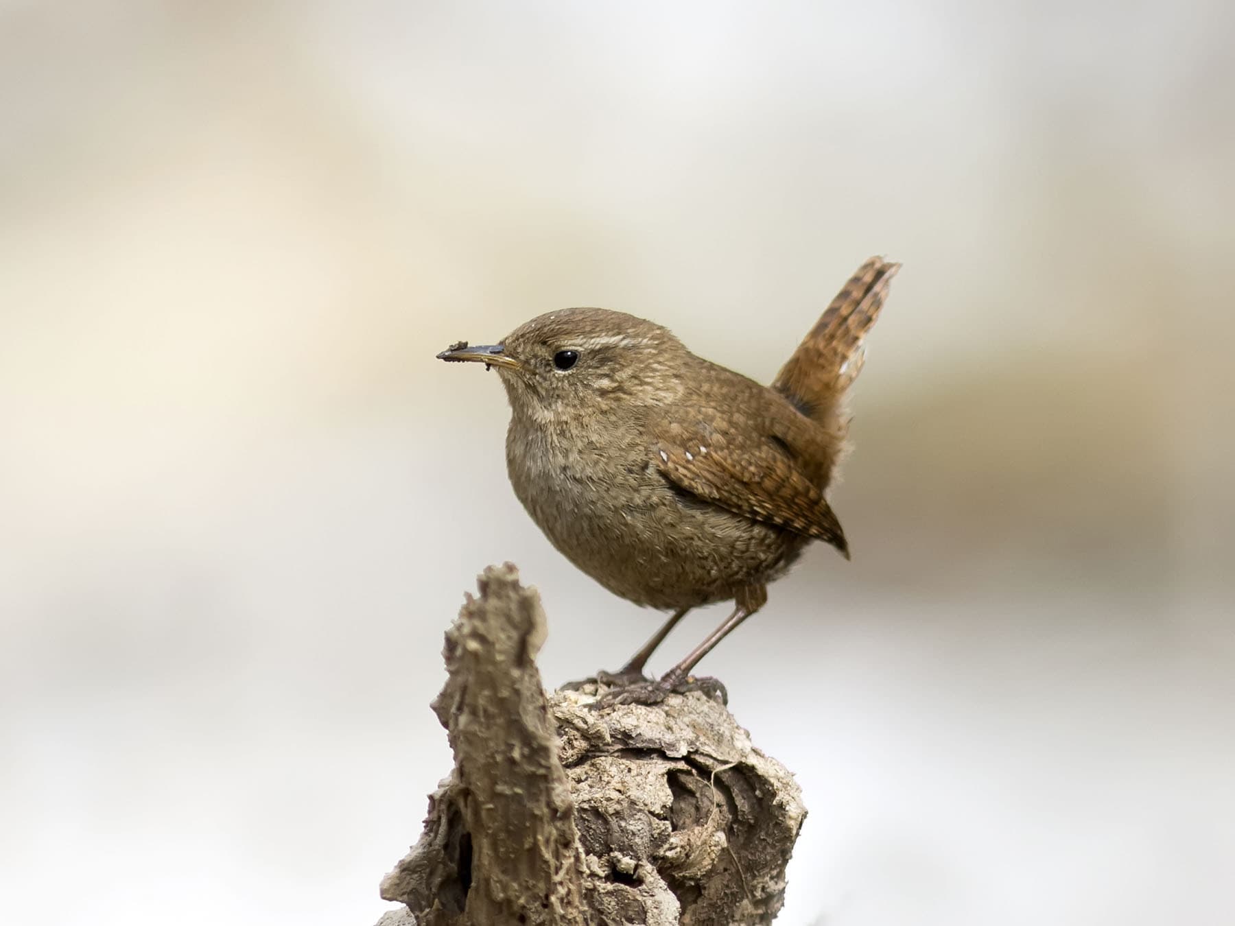 Wren uk