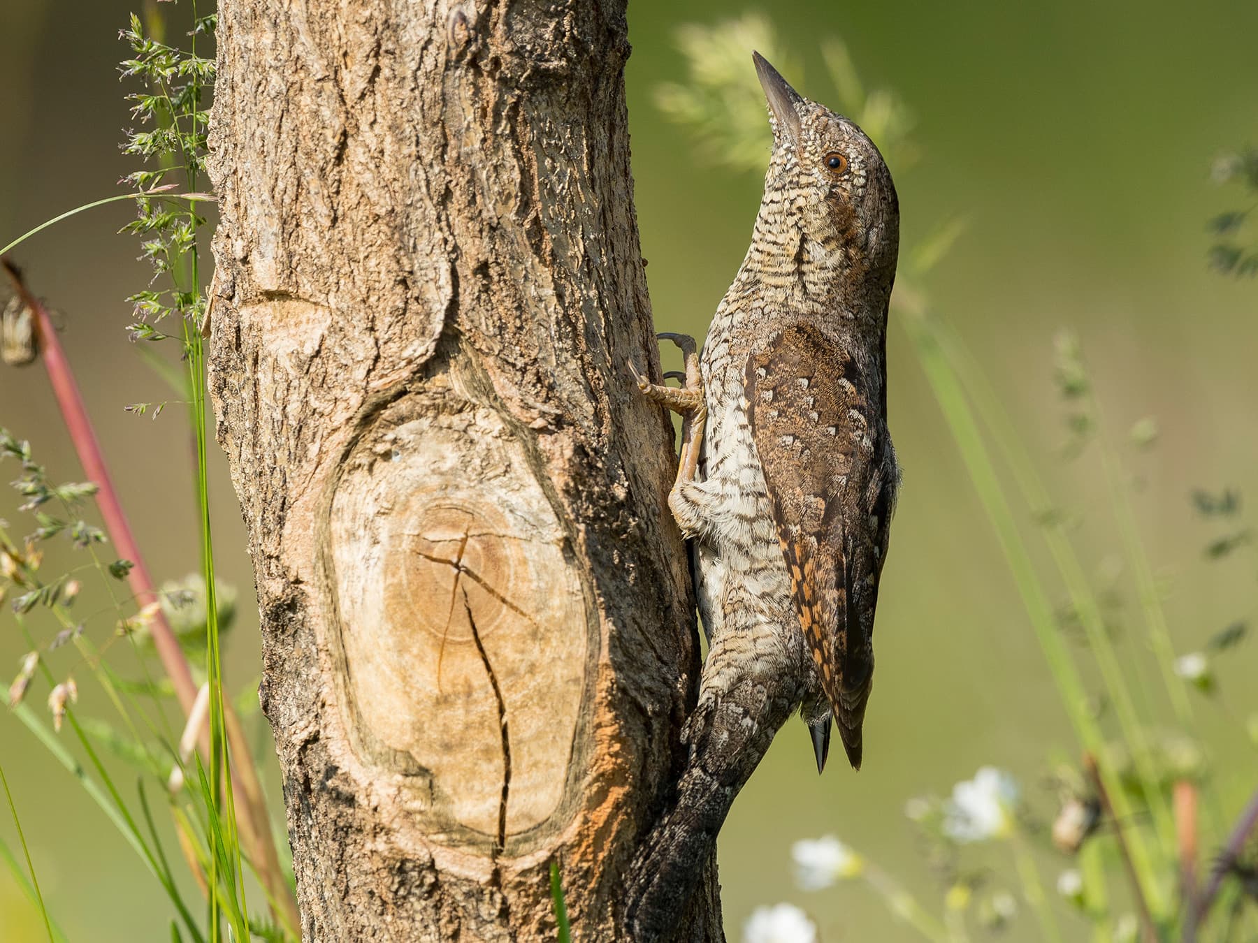 Wryneck clinging on to the side of a tree trunk