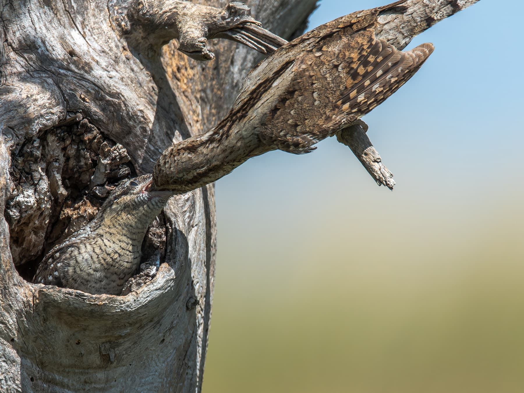 Wryneck returning to its nest to feed its young