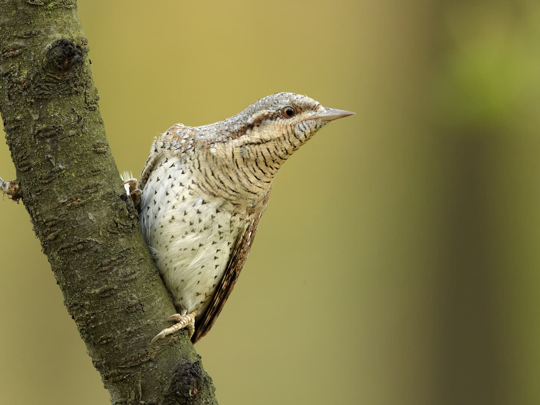 Wryneck perching on the side of a tree trunk