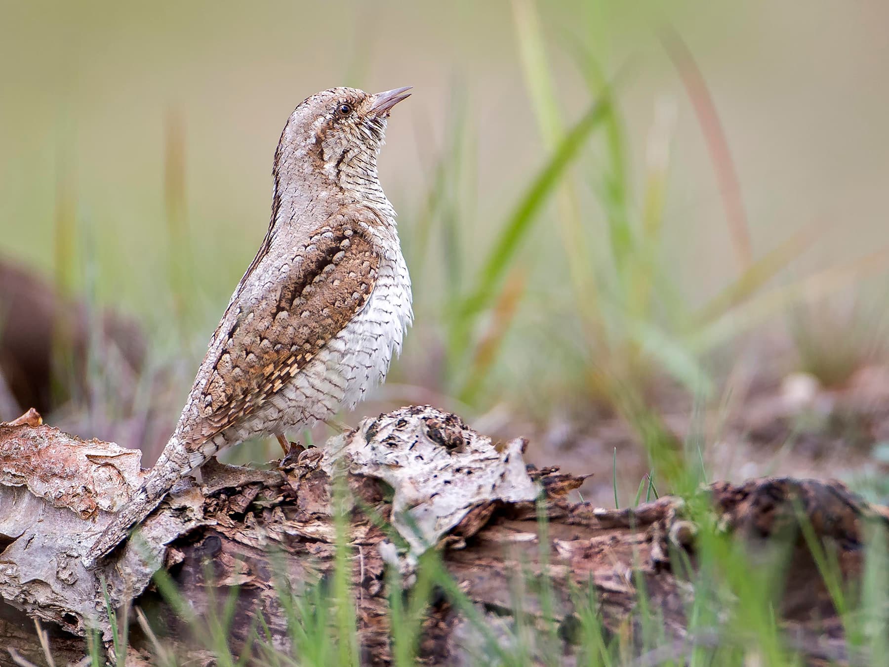 Wryneck perching on wood at ground level