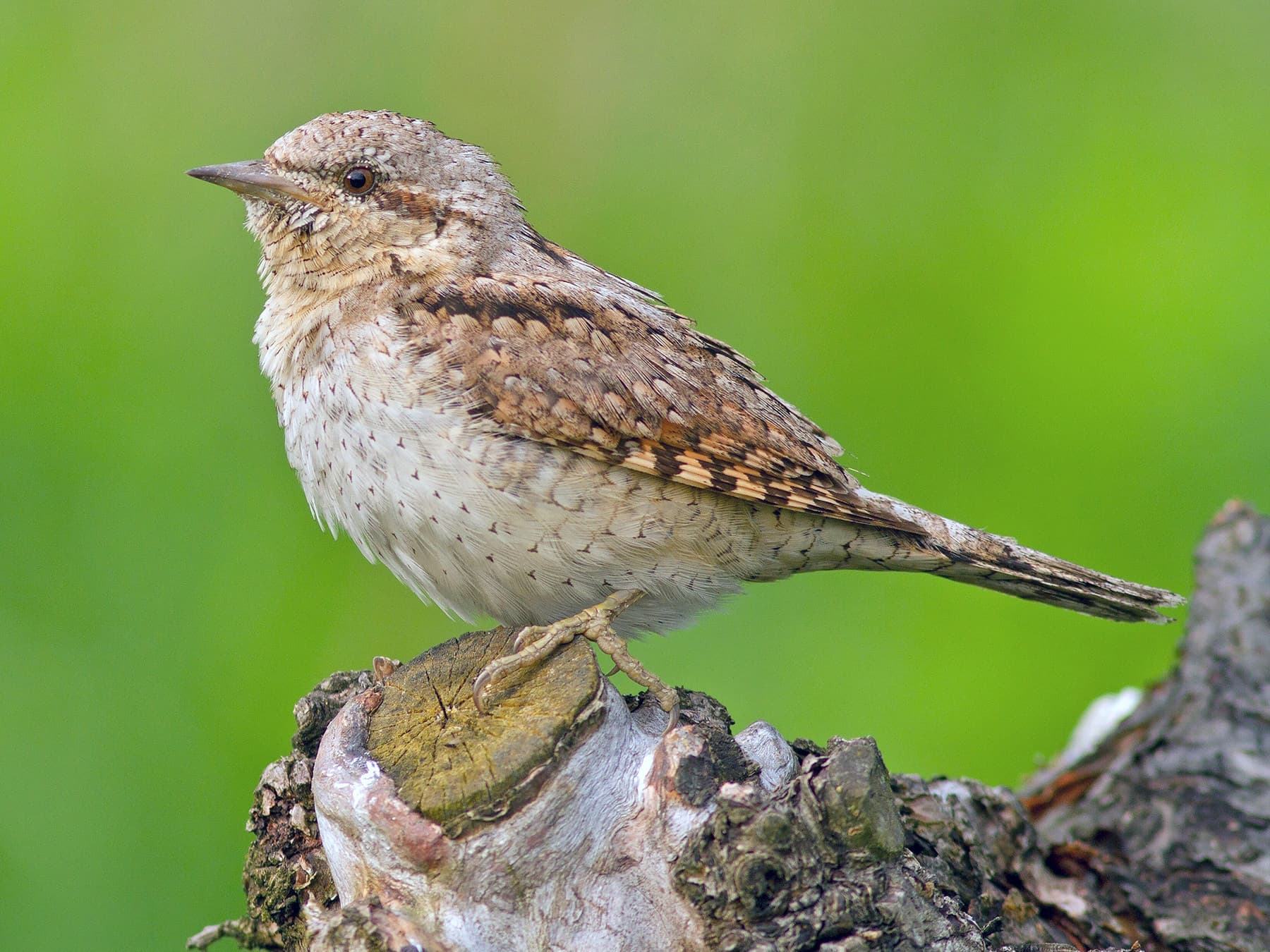 Wryneck perching on the stump of a tree