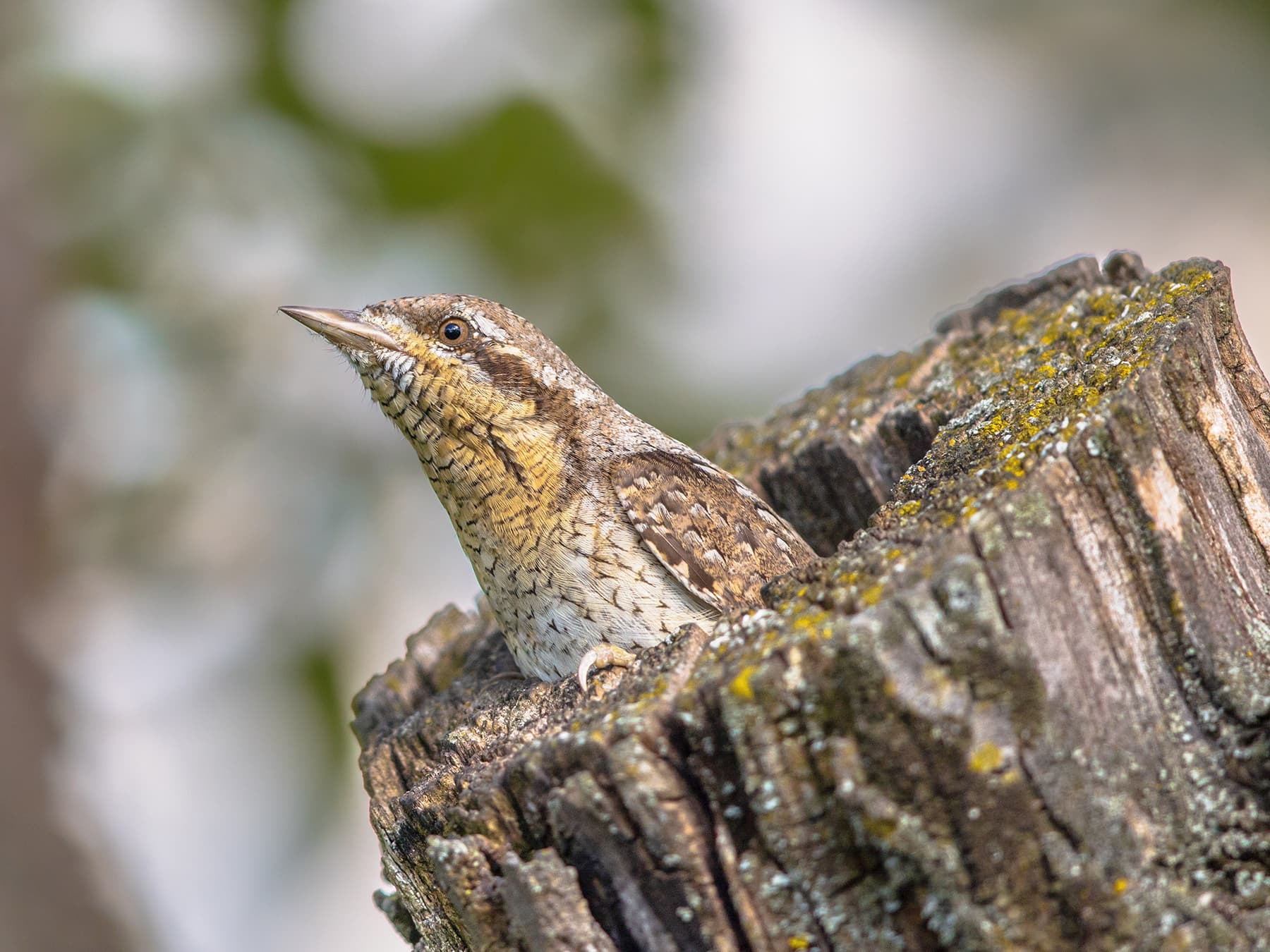 Wryneck looking out from the inside of a tree trunk