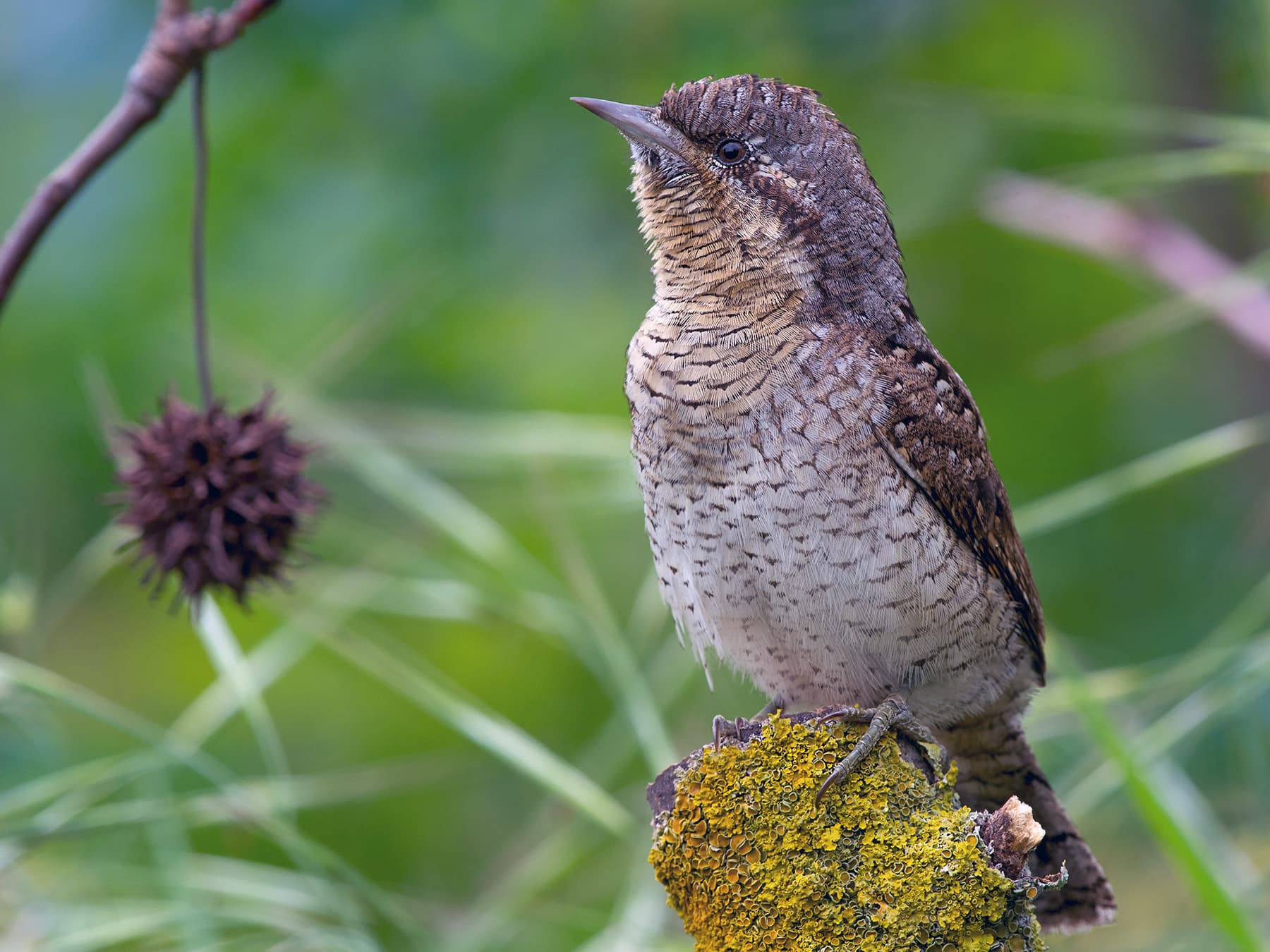 Wryneck perching in natural habitat