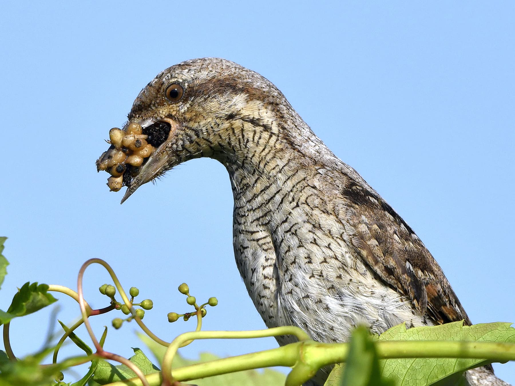 Wryneck with a beak full of ant larvae