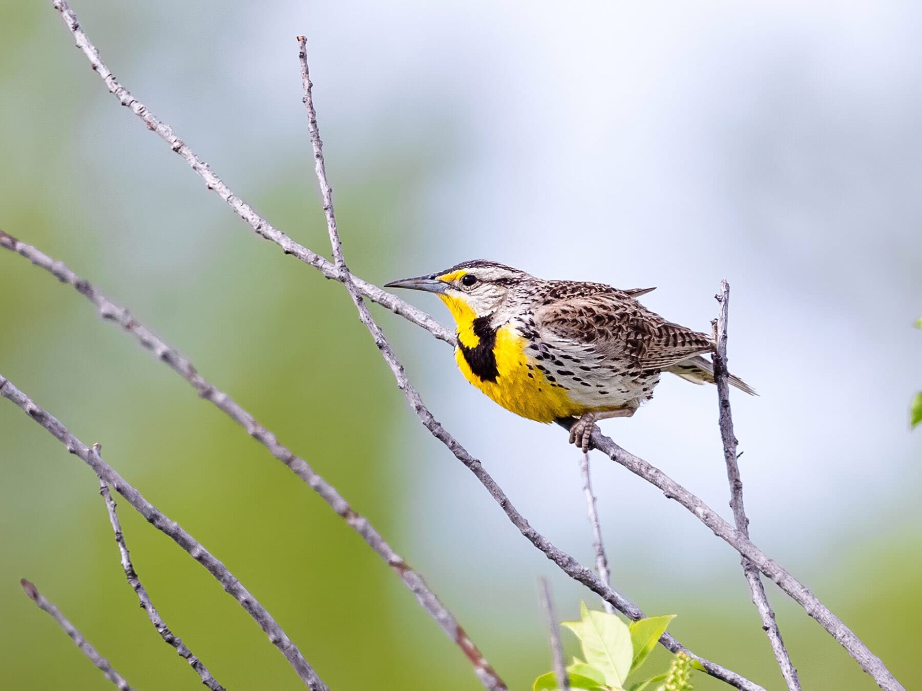 Western Meadowlark