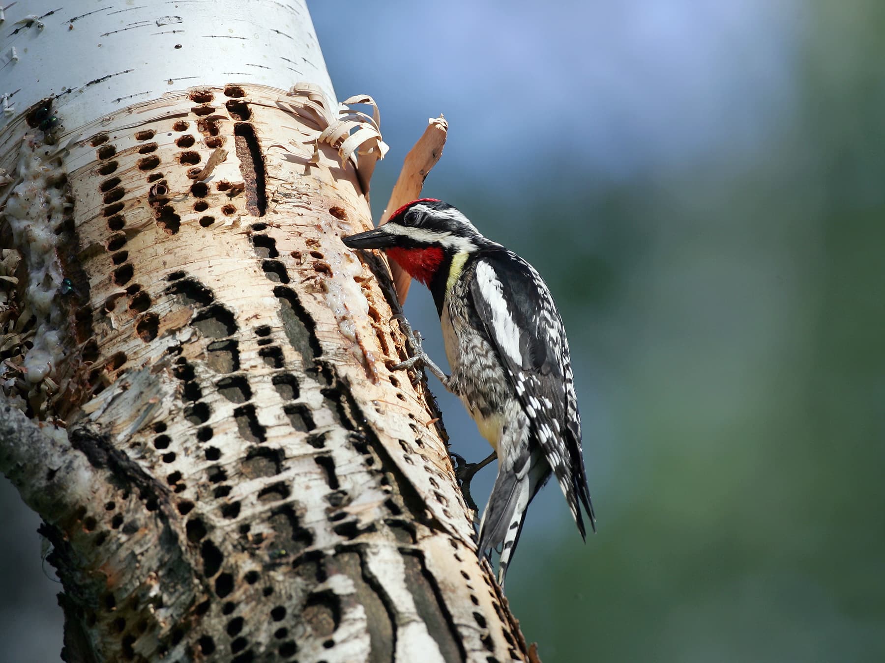 Yellow-bellied Sapsucker drinking sap