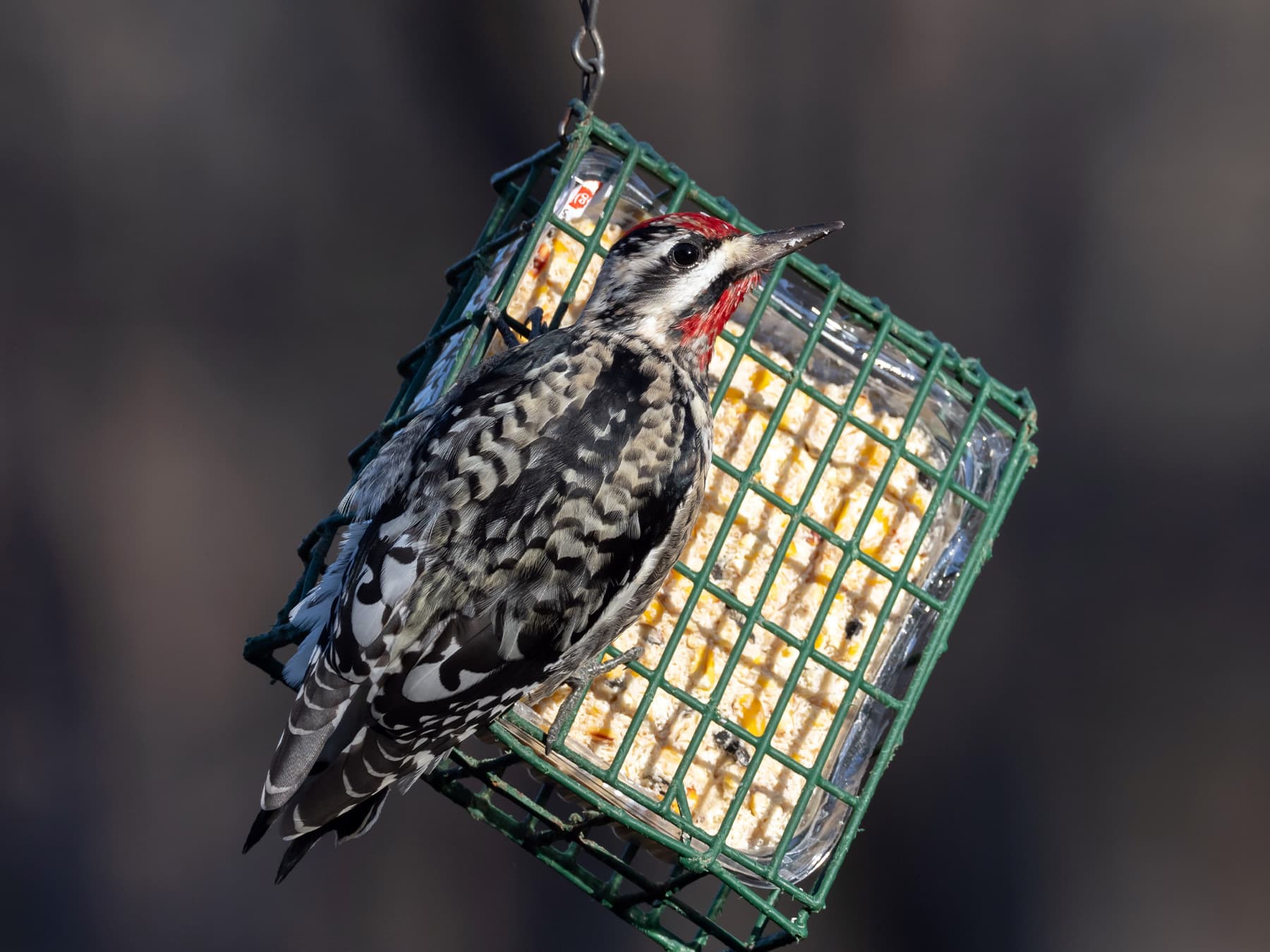 Yellow-bellied Sapsucker feeding on suet from a garden feeder