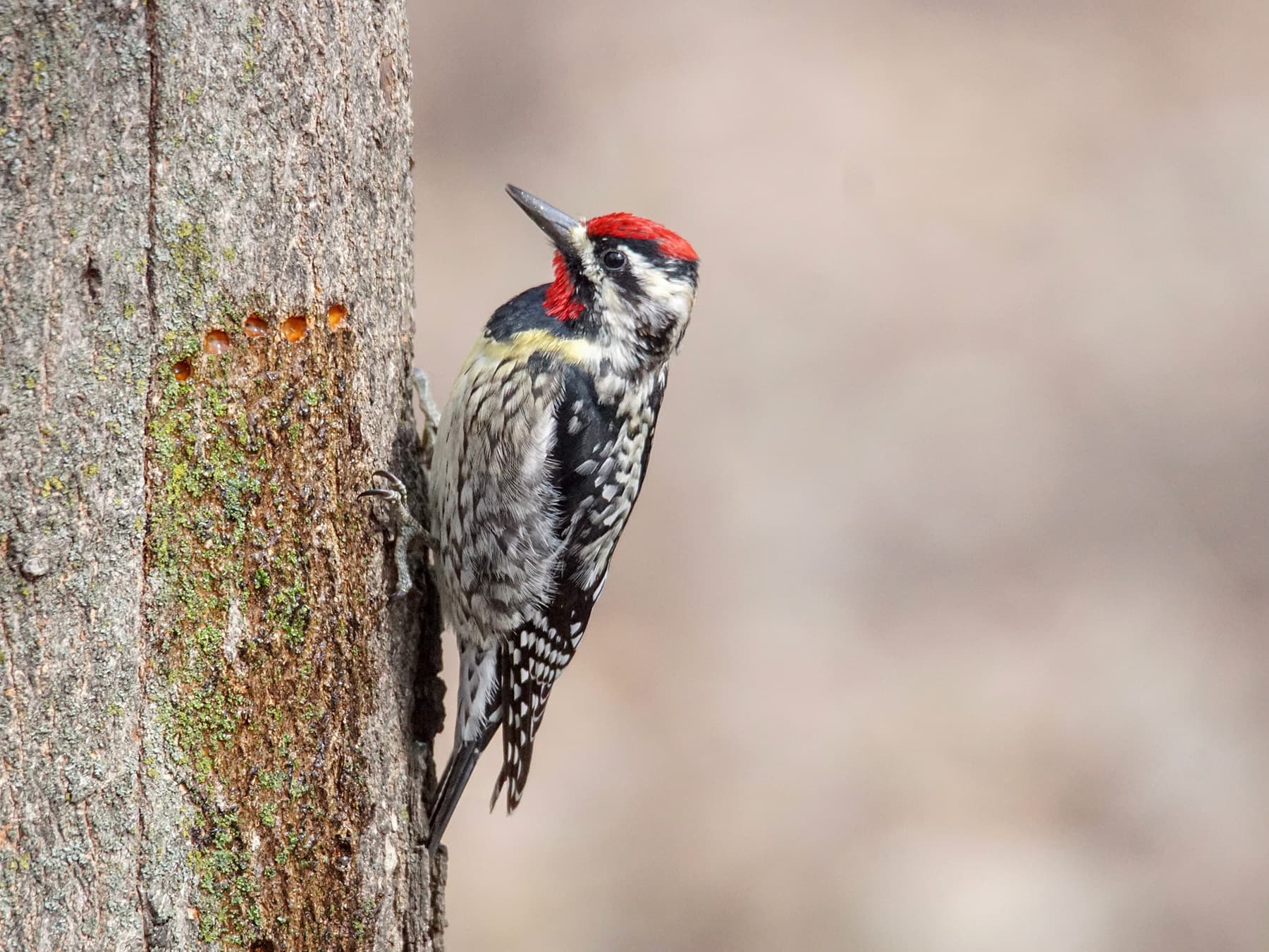 Yellow bellied sapsucker on tree trunk