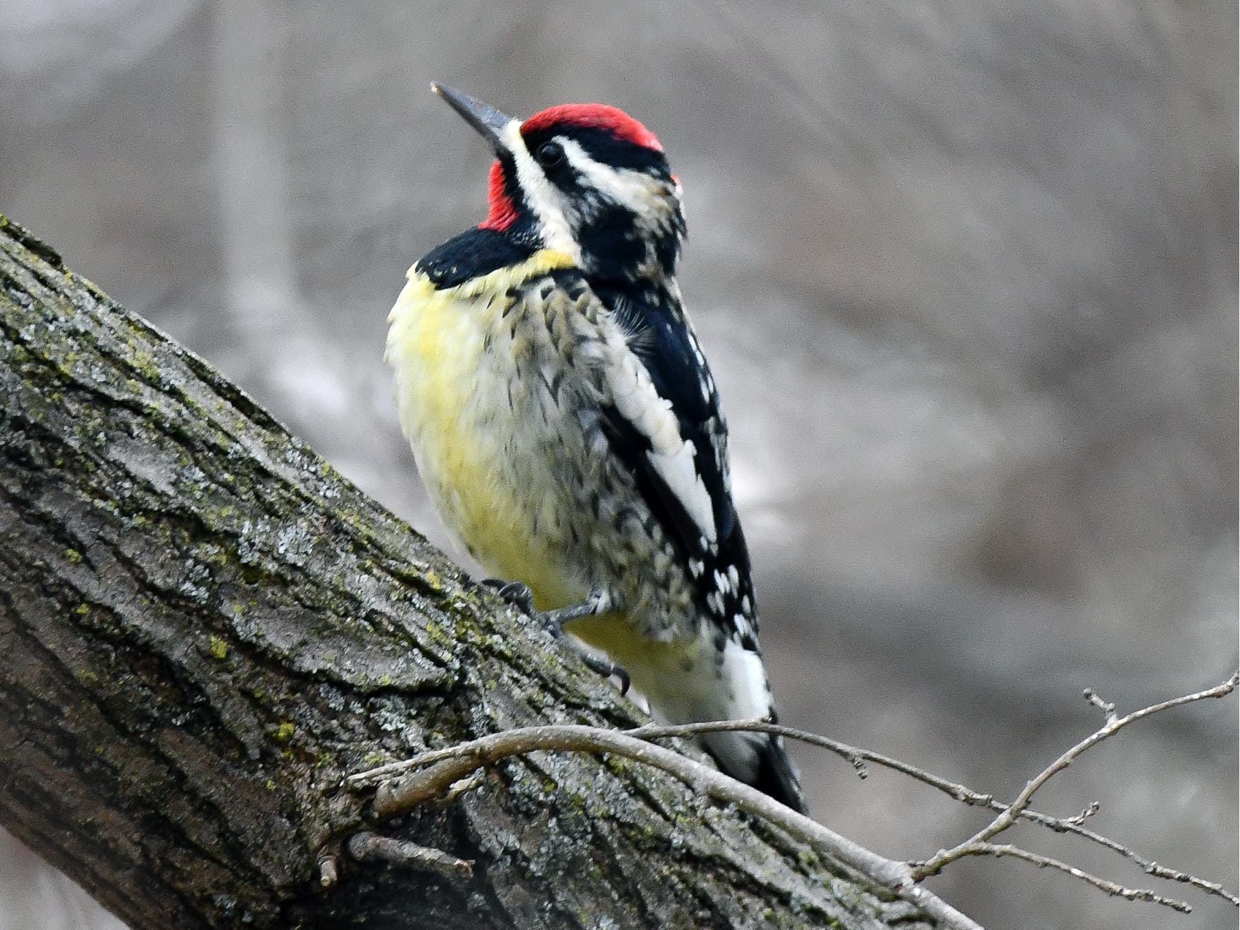 Yellow-bellied Sapsucker perching on a branch