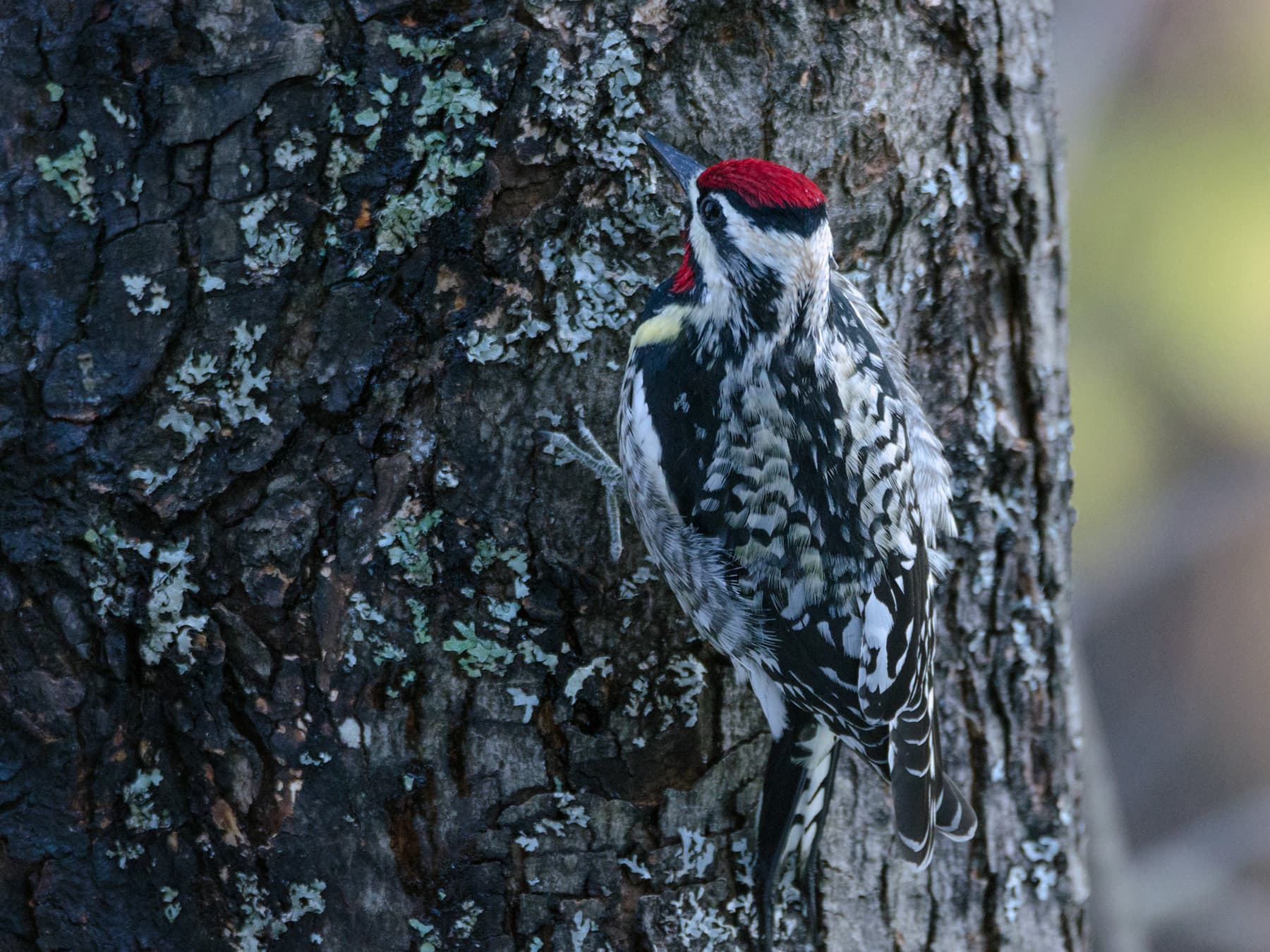 Yellow-bellied Sapsucker perching on a tree trunk