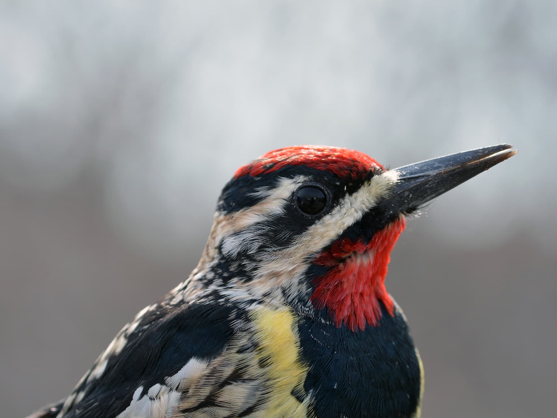 Yellow-bellied Sapsucker portrait