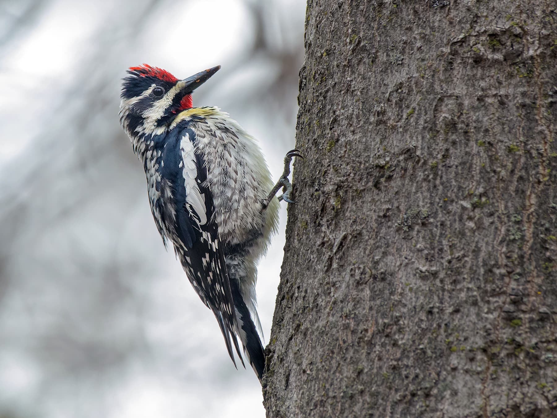 Yellow-bellied Sapsucker searching for food
