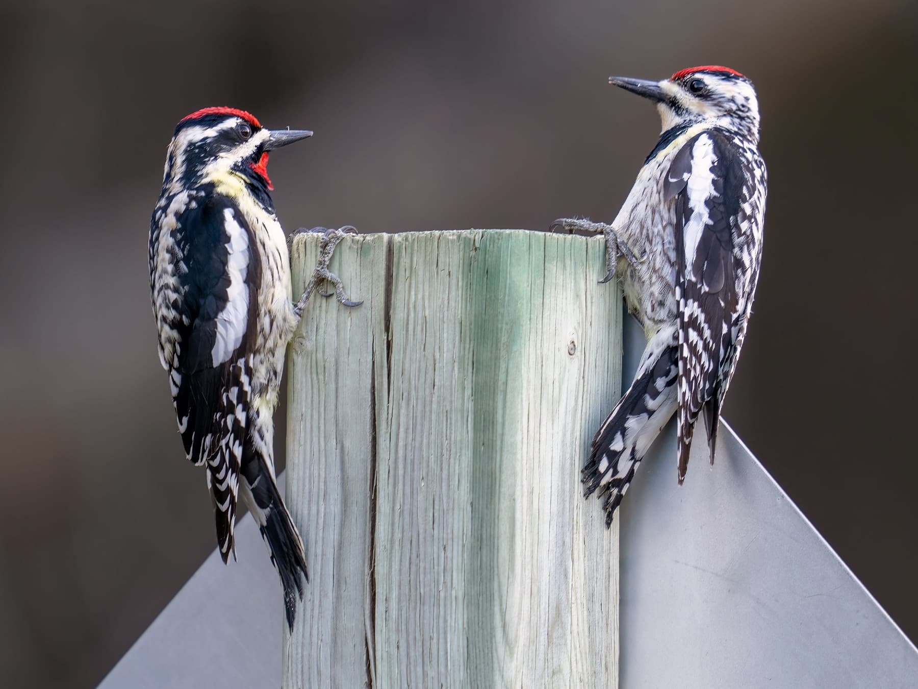 Yellow-bellied Sapsuckers, male (left) and female (right)
