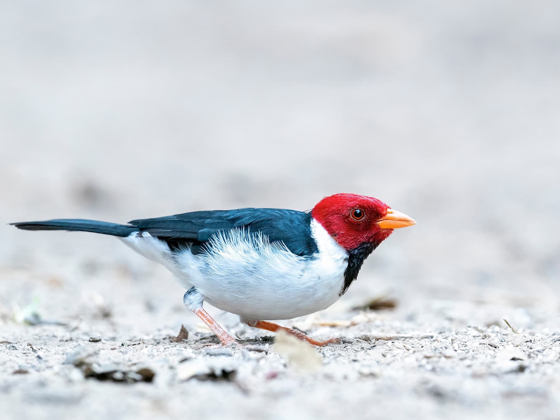 A Yellow-billed Cardinal: red head without a crest, a black bib and a yellow bill