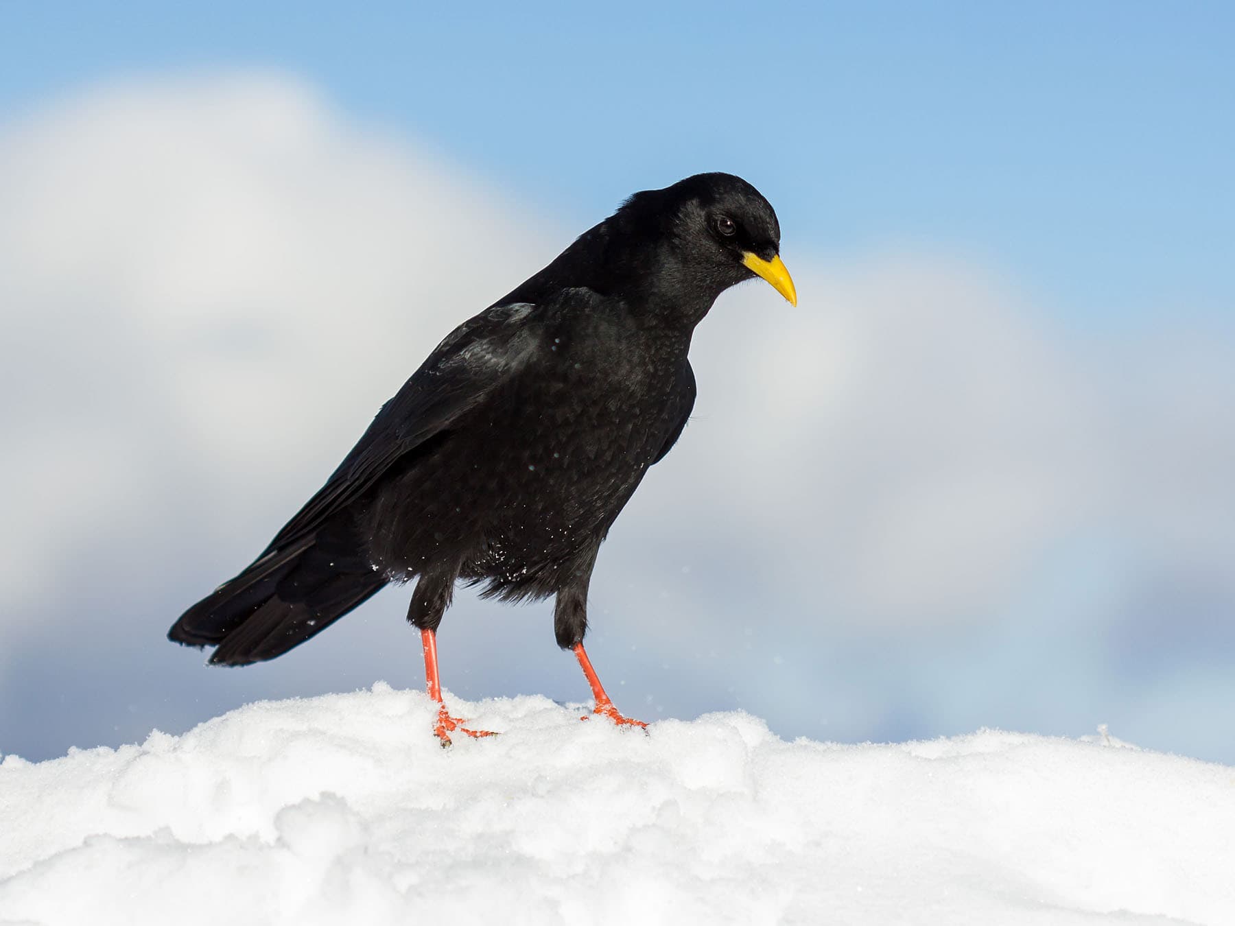 Alpine Chough | Birdfact