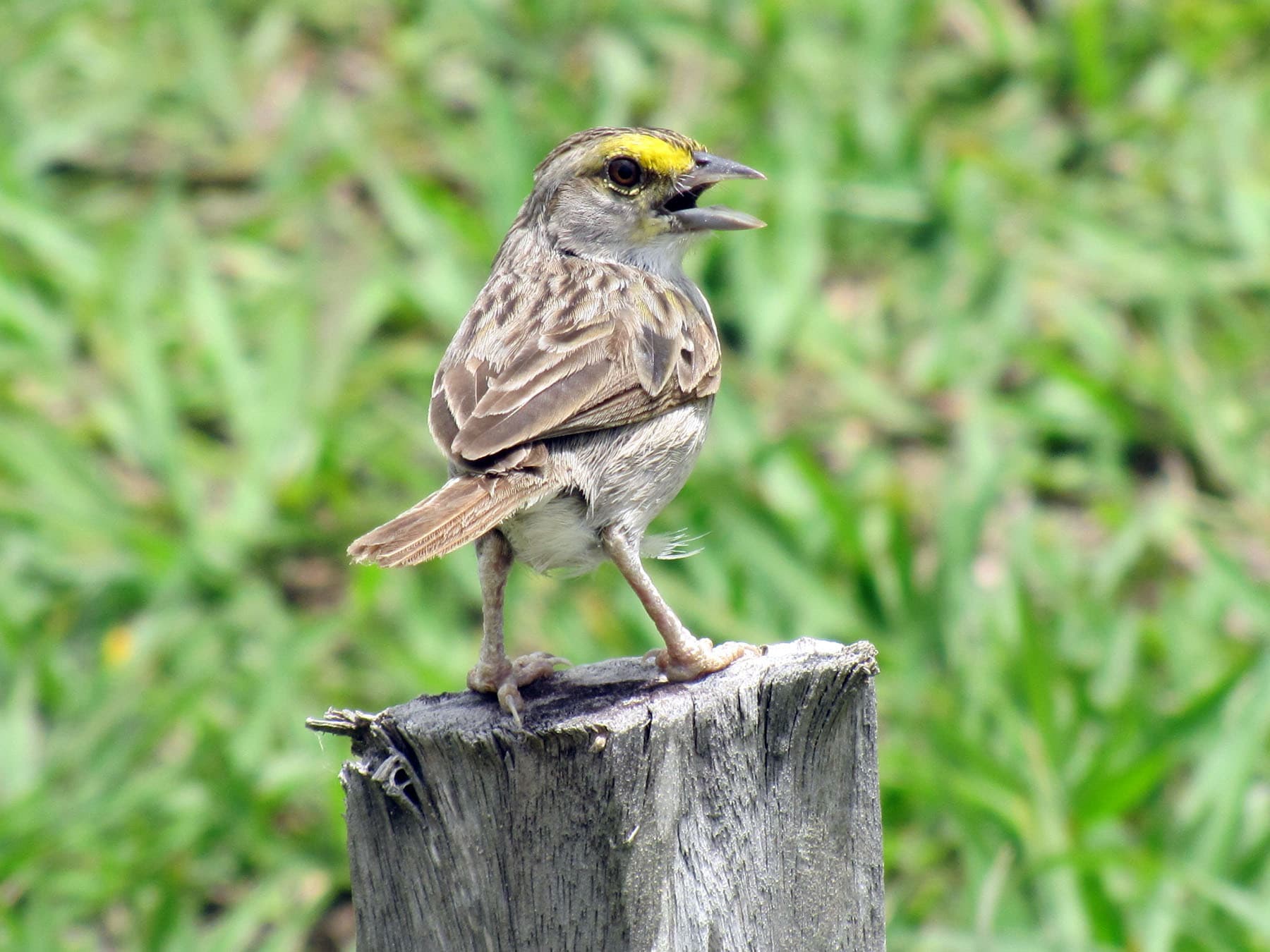 Yellow-browed Sparrow perching on wooden post singing