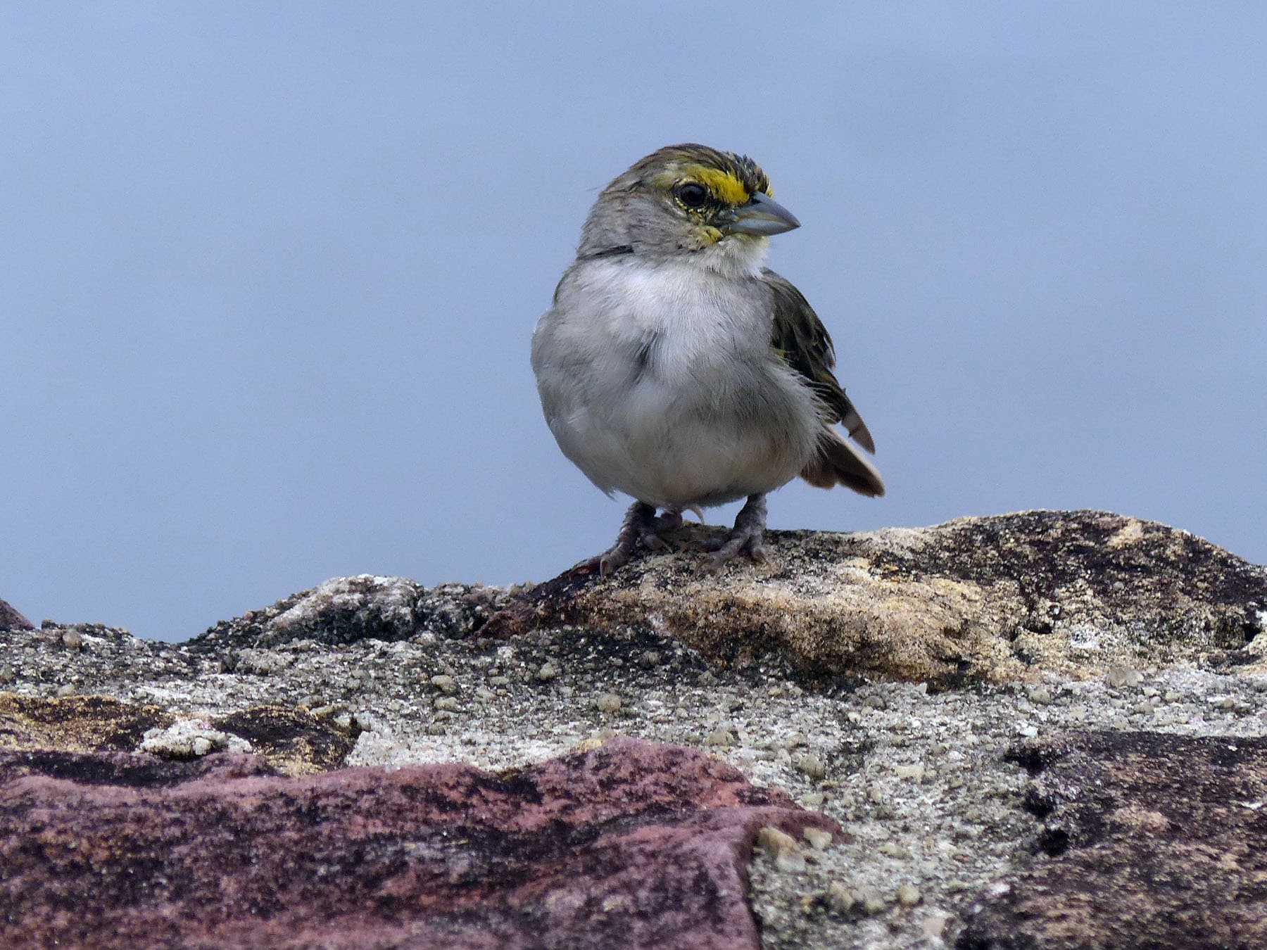 Yellow-browed Sparrow perched on rocks