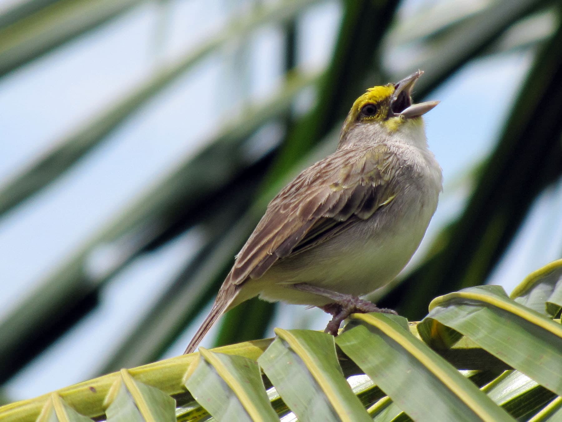 Yellow-browed Sparrow in tree top calling