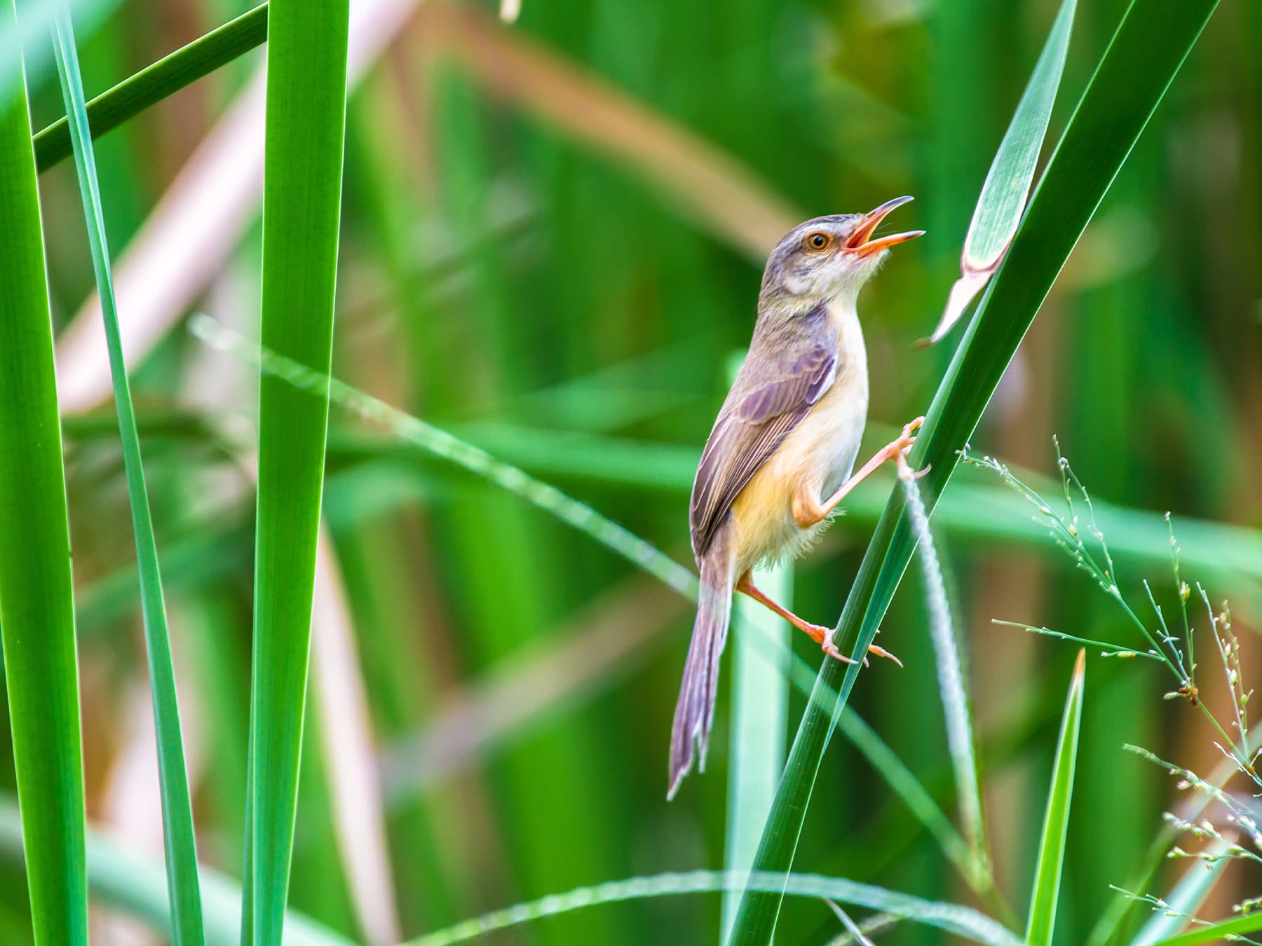 Yellow-browed Warbler in song