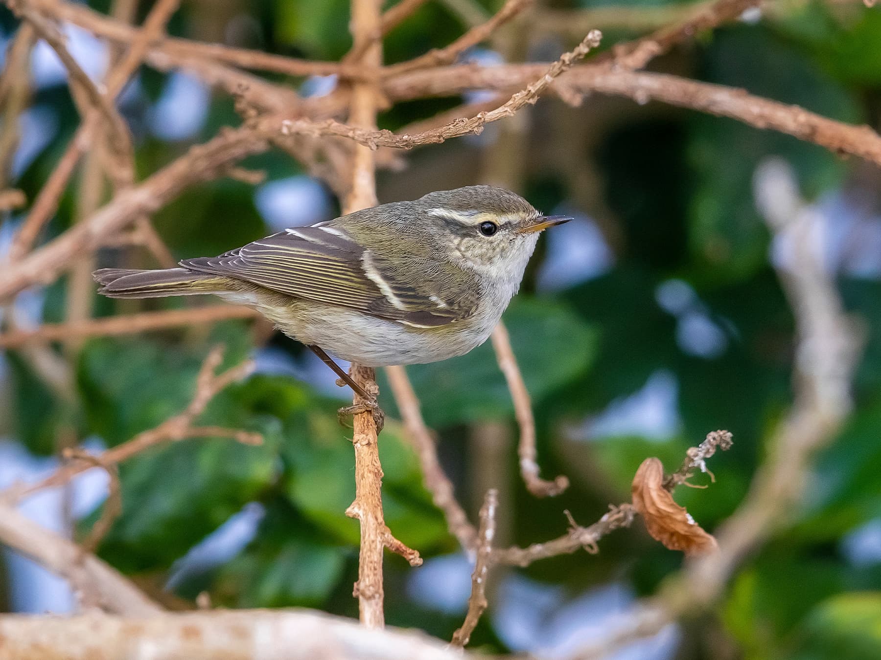 Yellow-browed Warbler in natural habitat