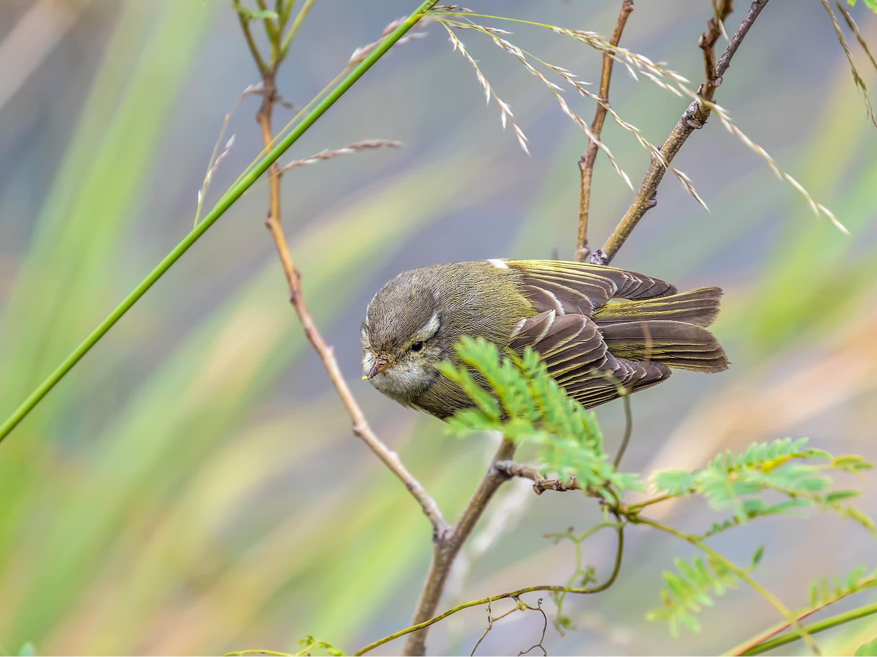 Yellow-browed Warbler resting in the forest